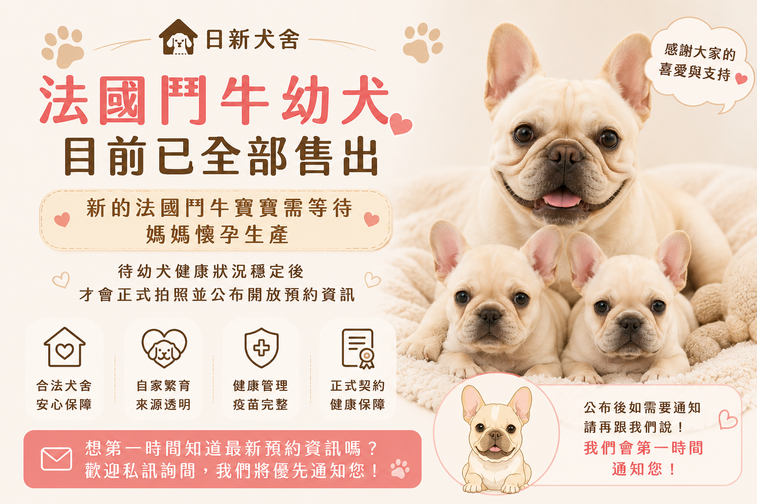 法國鬥牛,French Bulldog,フレンチ・ブルドッグ,프렌치 불독 강아지