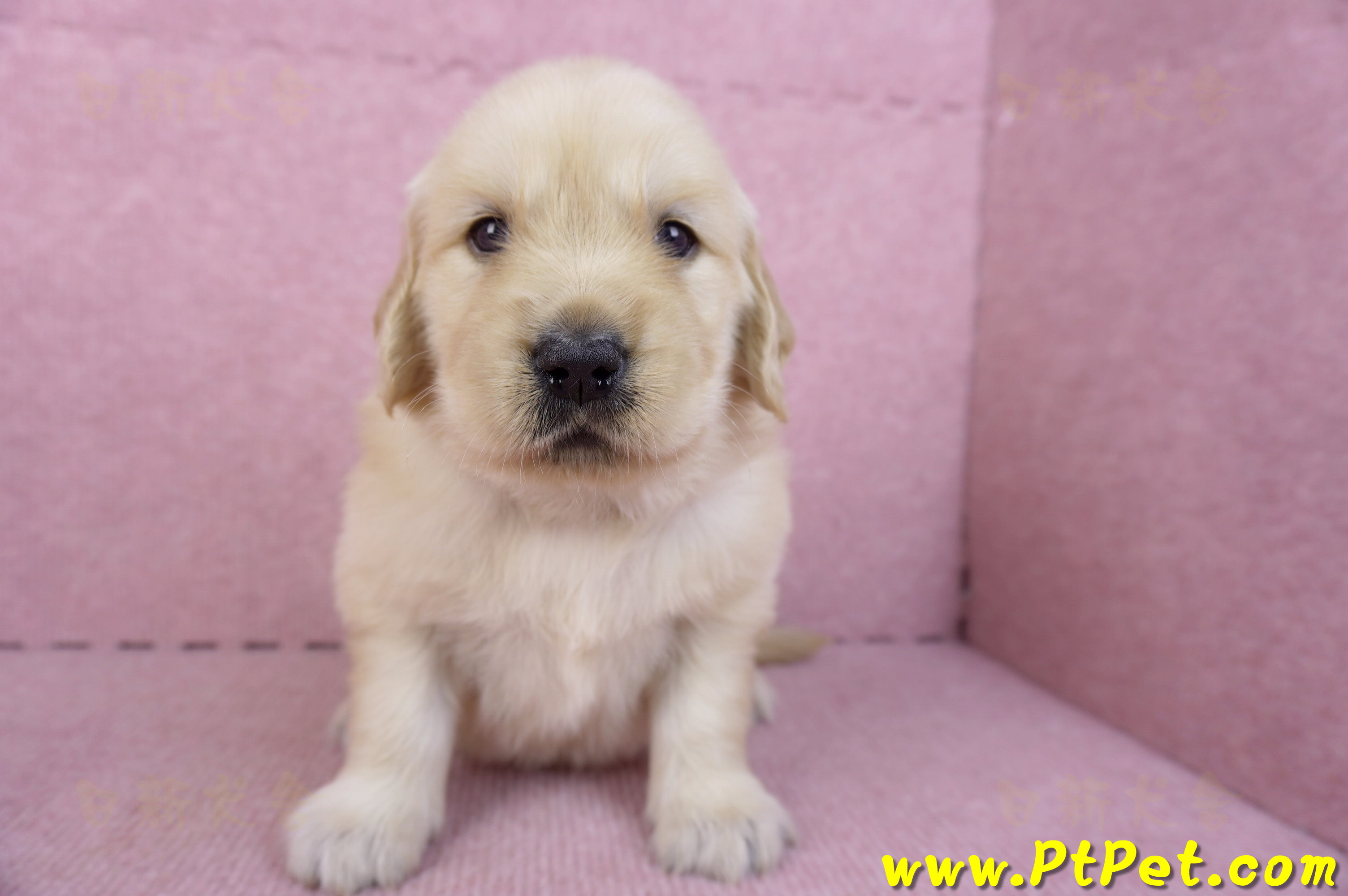 11/14黃金獵犬母幼犬3號(高雄左營)