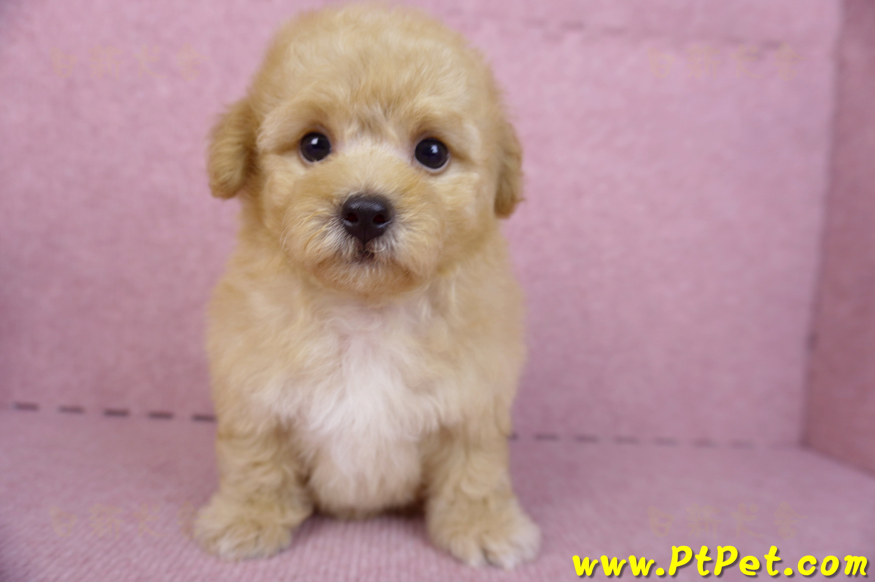 08/12泰迪比熊母幼犬1號(花蓮市)