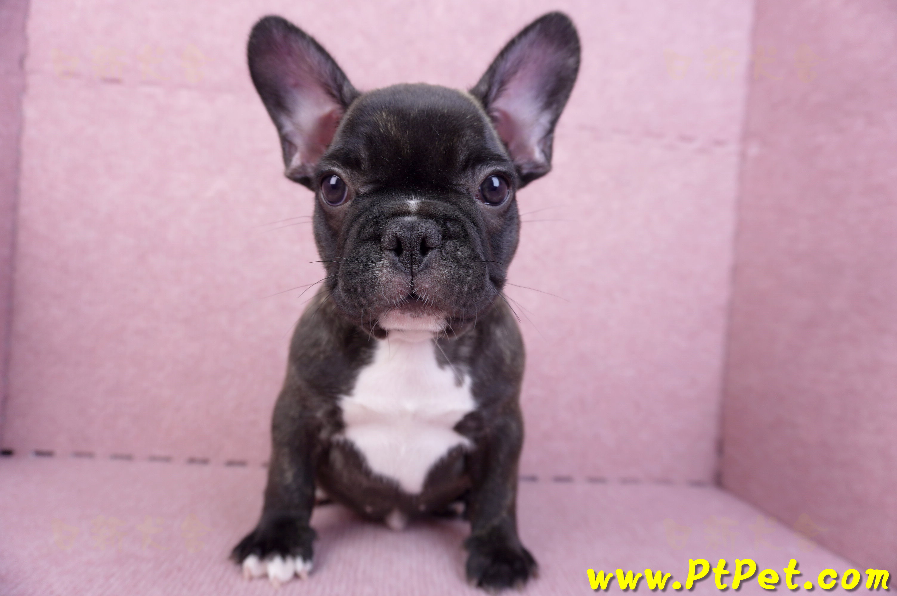 09/18虎斑色法國鬥牛母幼犬1號