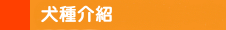 犬種介紹-小.png