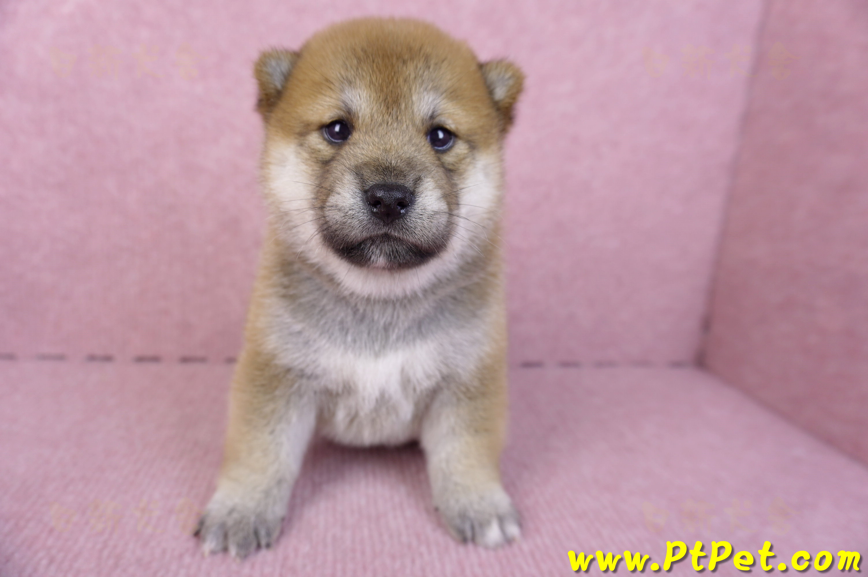 10/15赤色柴犬母幼犬