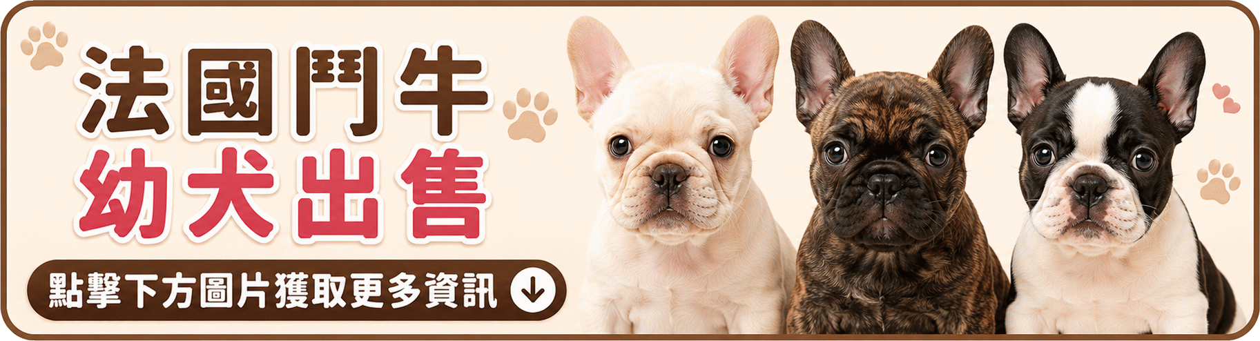 FrenchBulldog.gif
