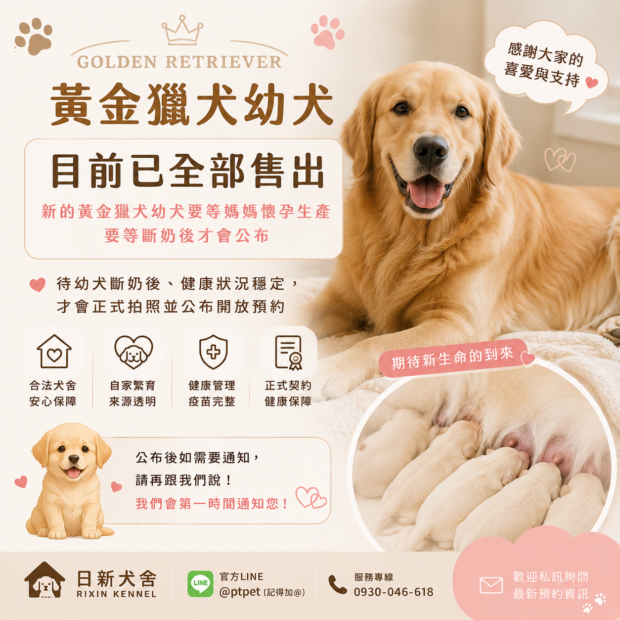 黃金獵犬,Golden Retriever,ゴールデン・レトリバー,골든 리트리버 강아지