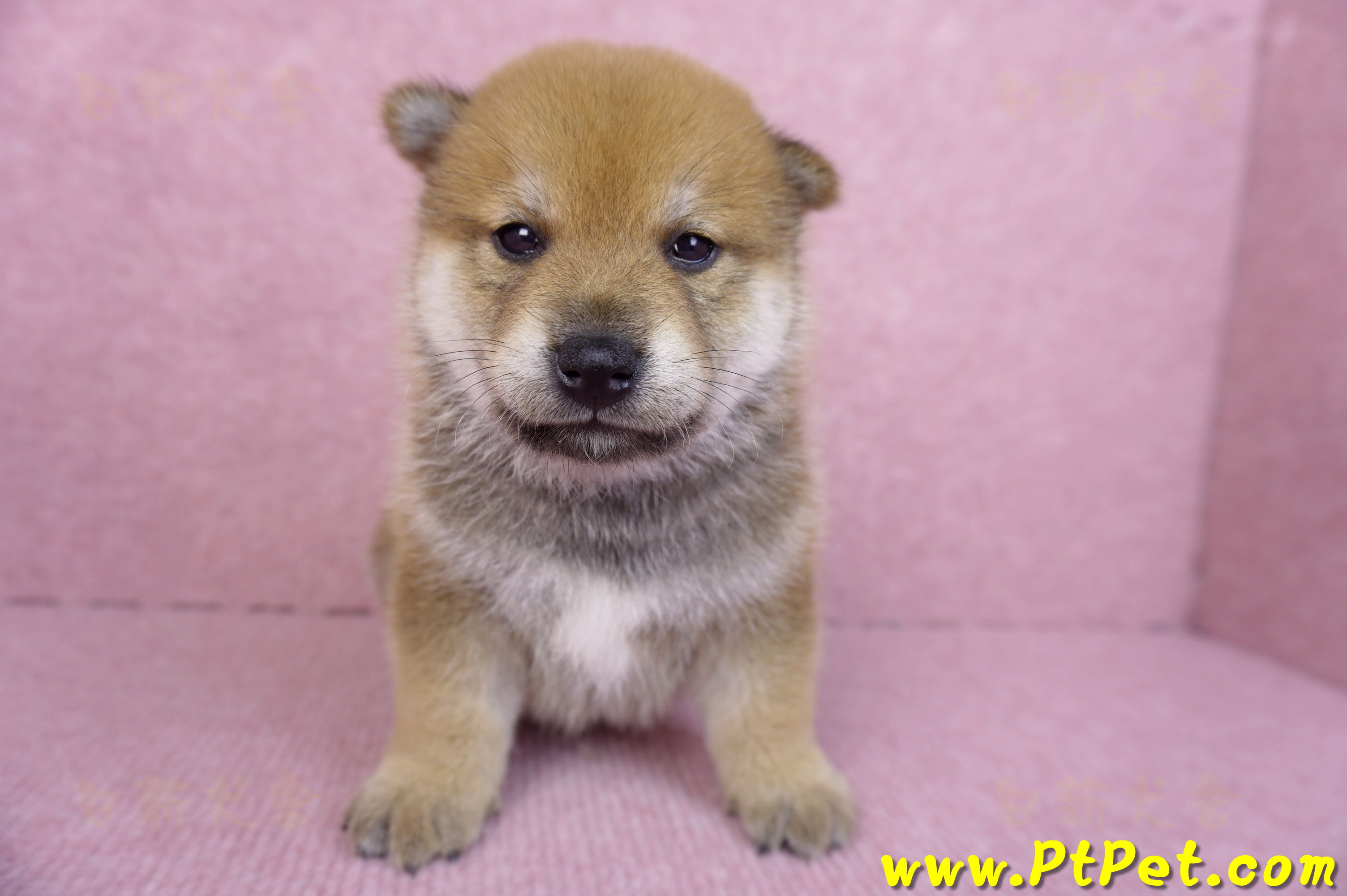 10/06赤色柴犬公幼犬2號