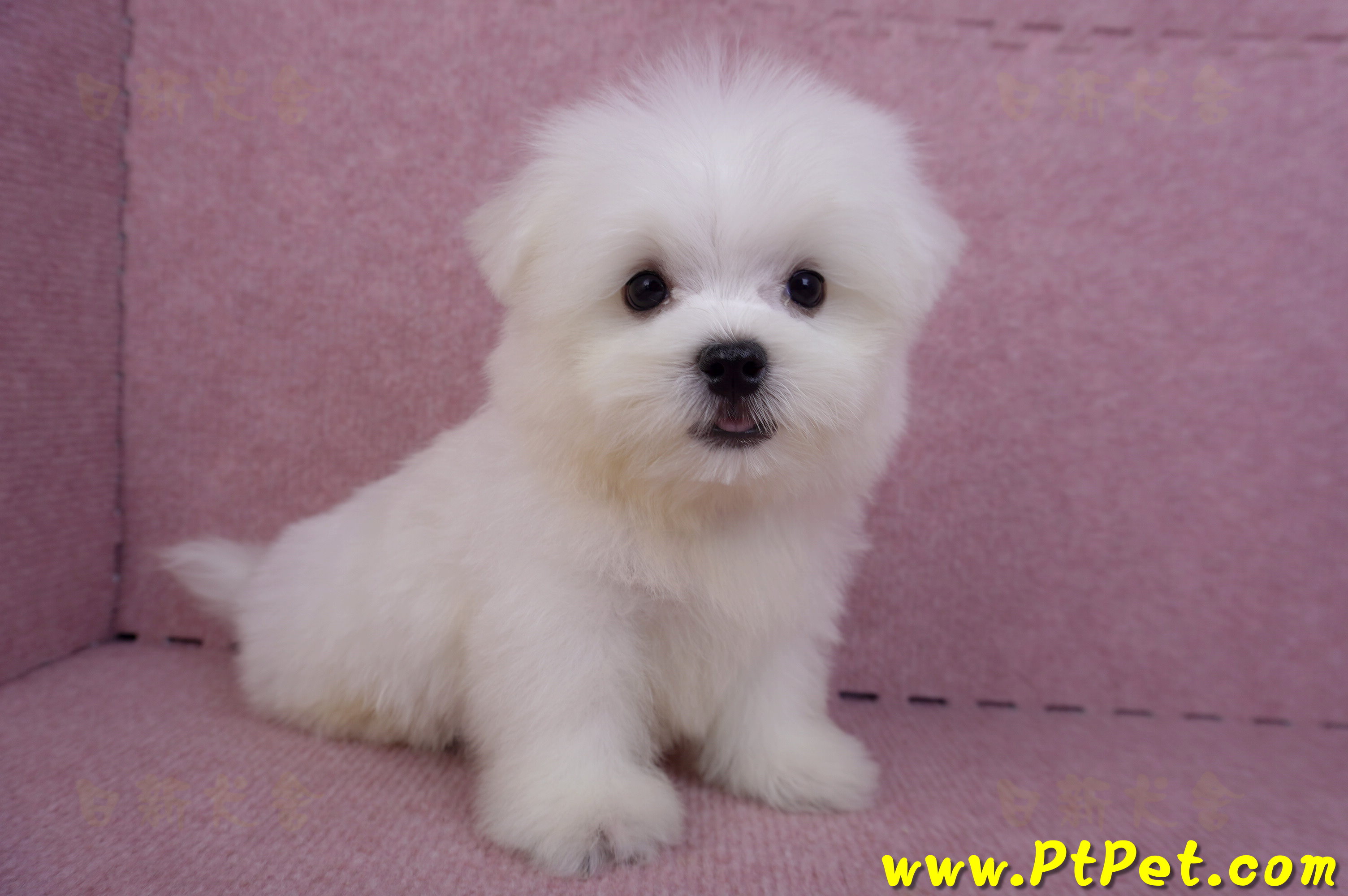 07/26迷你型馬爾濟斯公幼犬1號(台北大同)