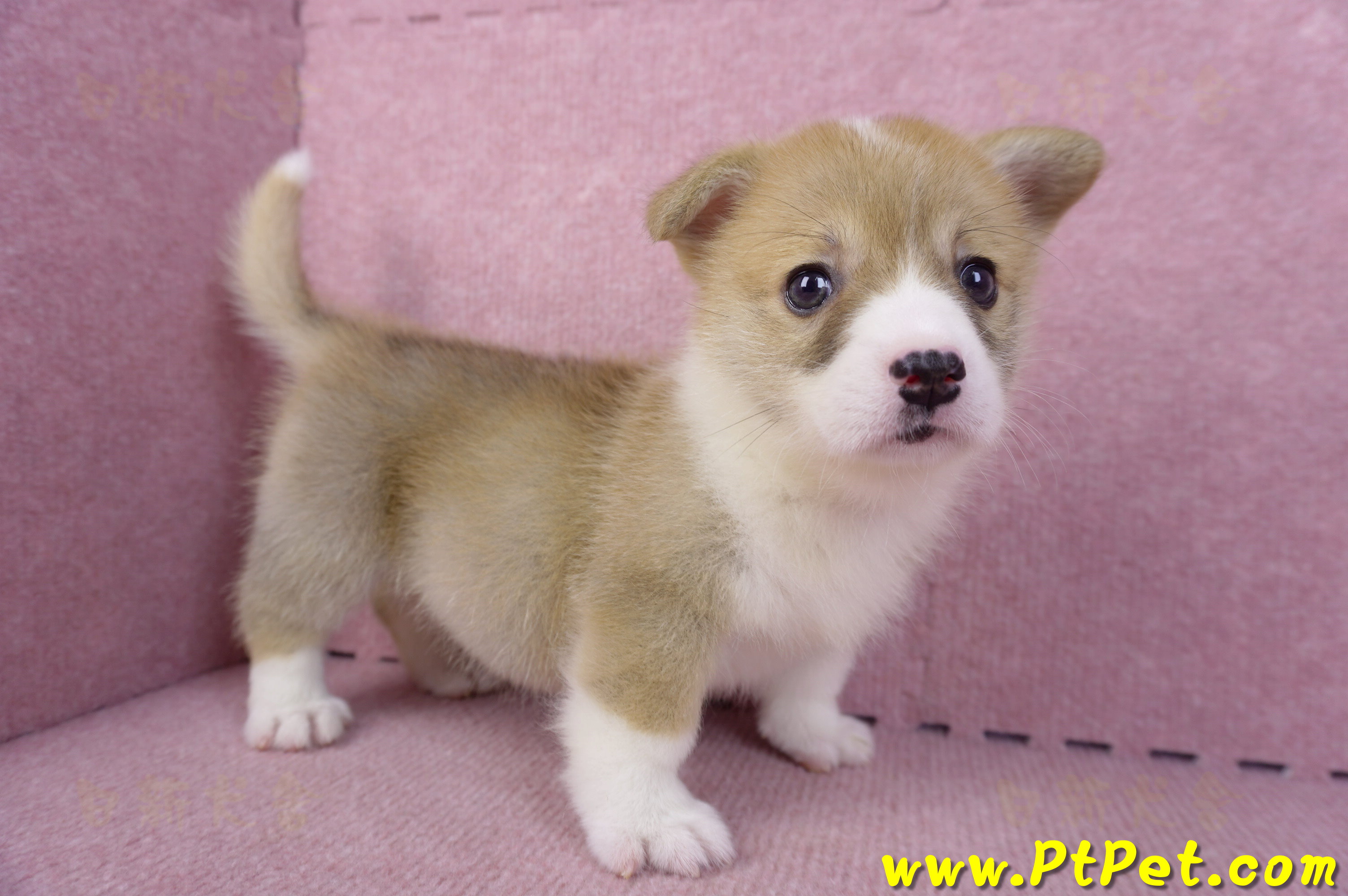 10/13雙色柯基犬母幼犬4號