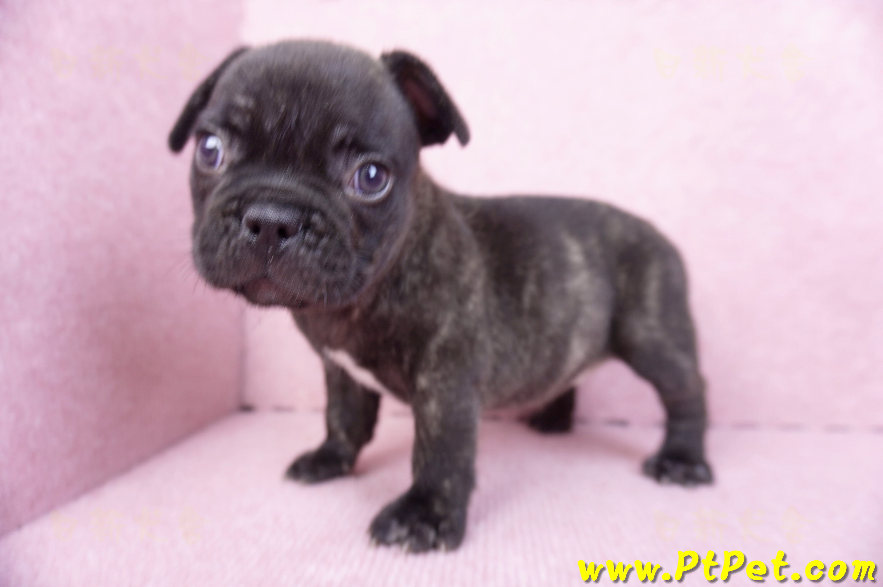 09/18虎斑色法國鬥牛母幼犬2號