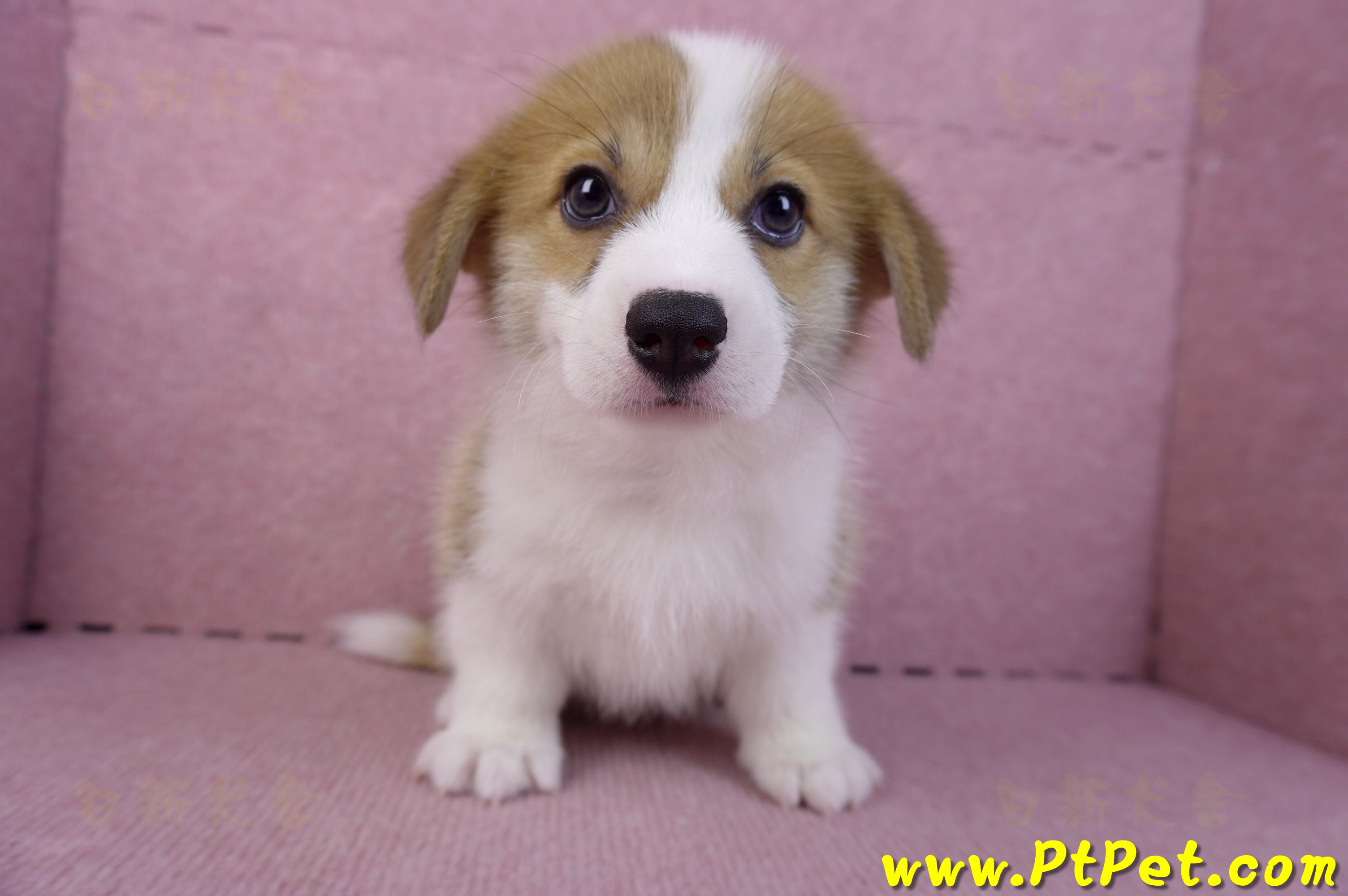 10/10雙色柯基犬母幼犬1號