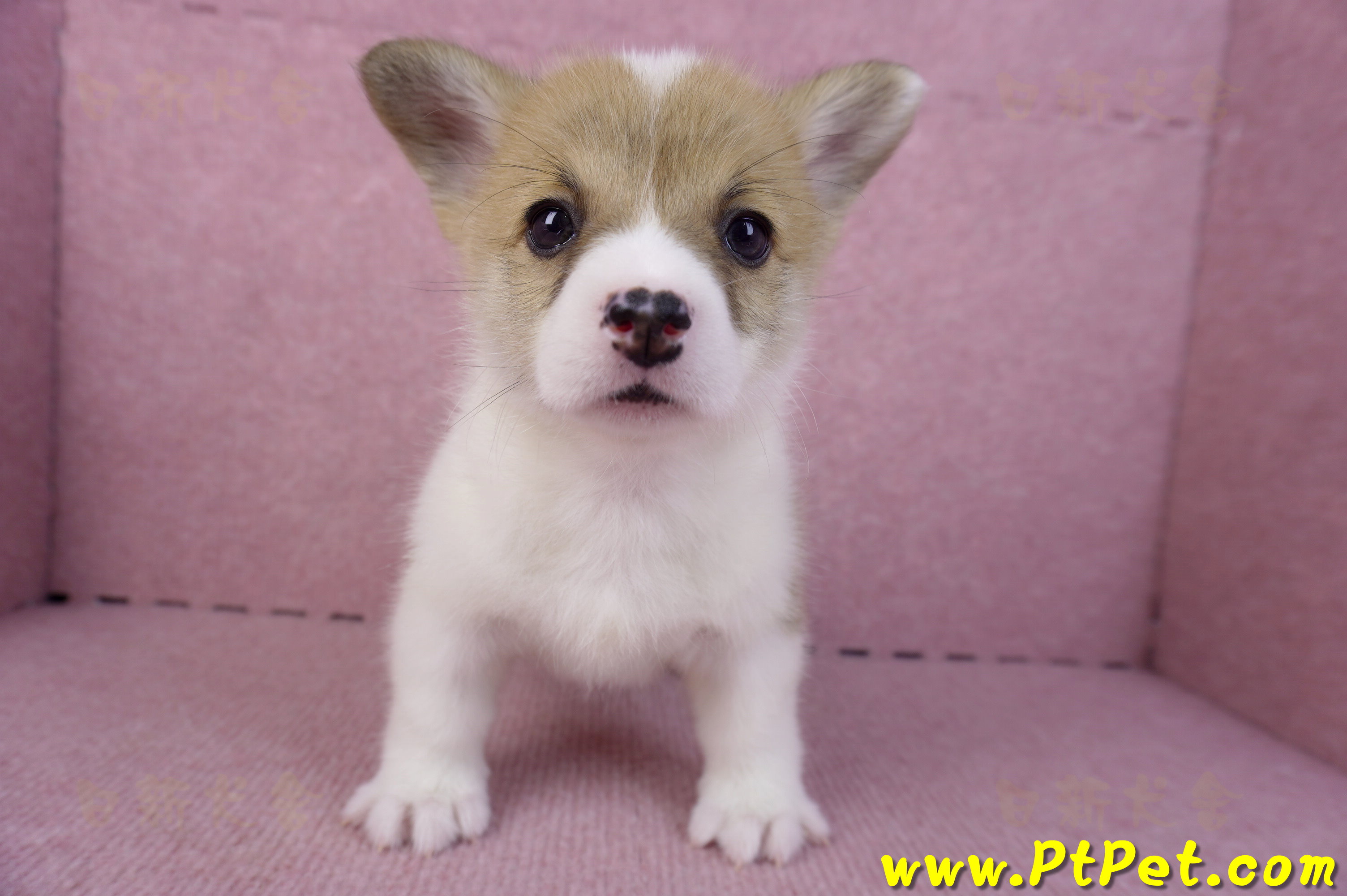 10/13雙色柯基犬母幼犬3號