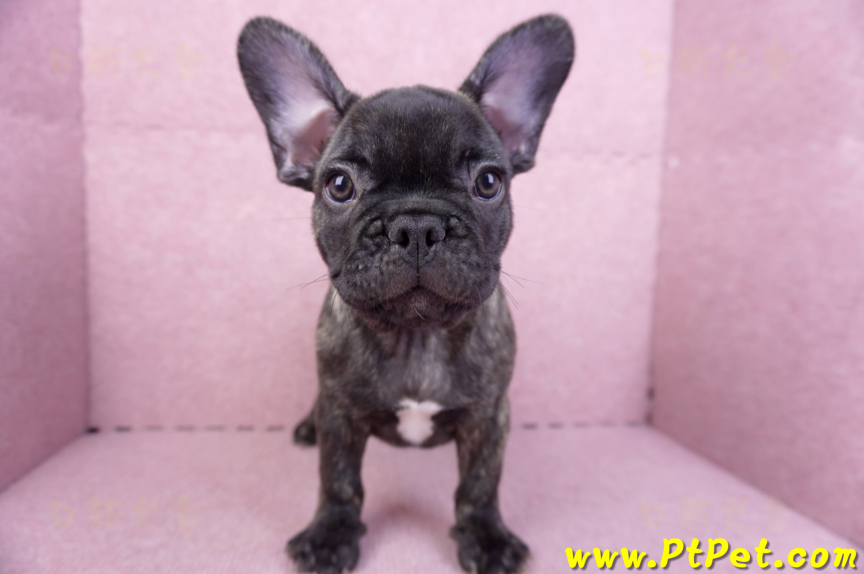 09/18虎斑色法國鬥牛母幼犬