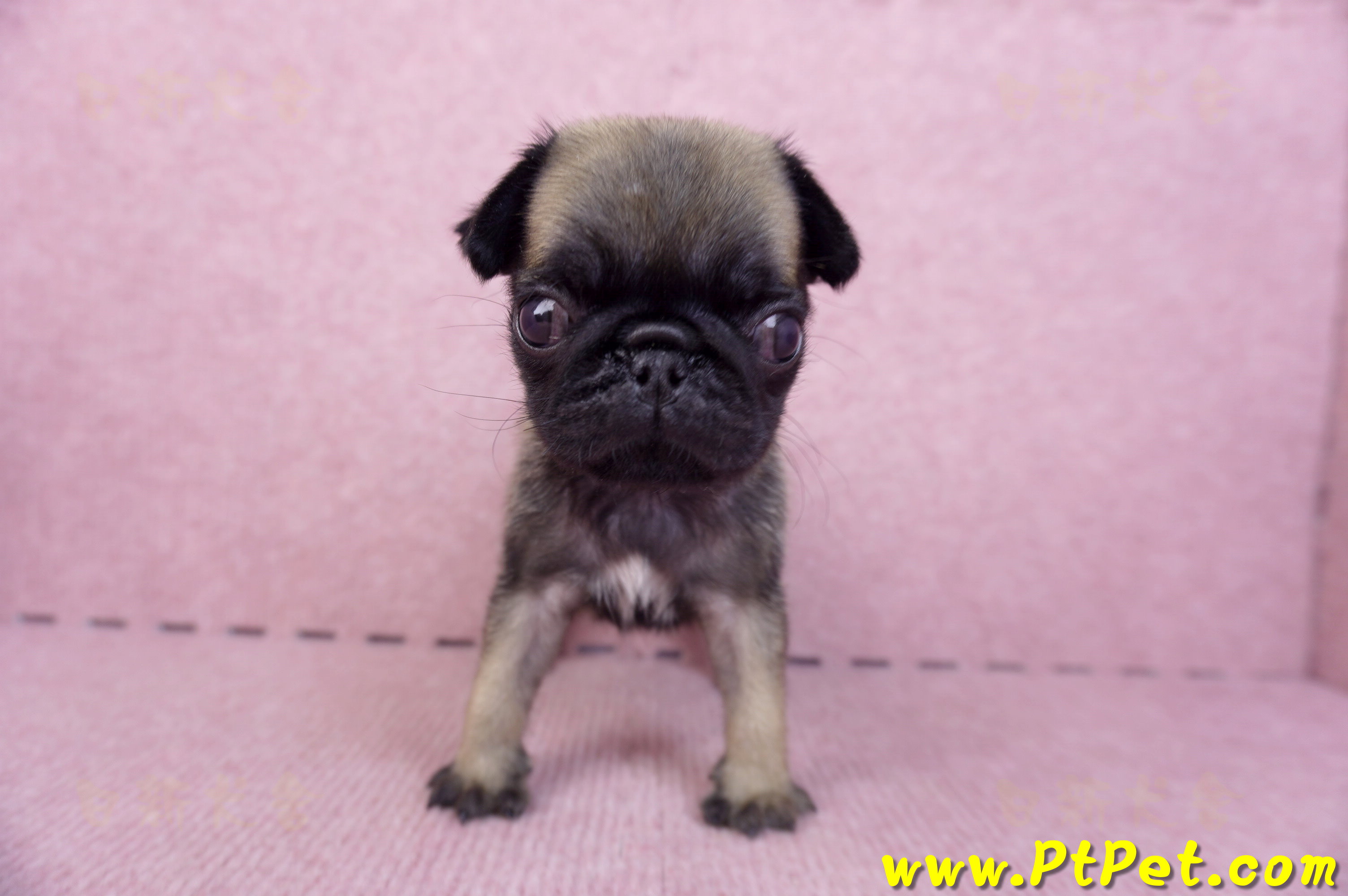 09/08巴哥母幼犬3號(新北五股)