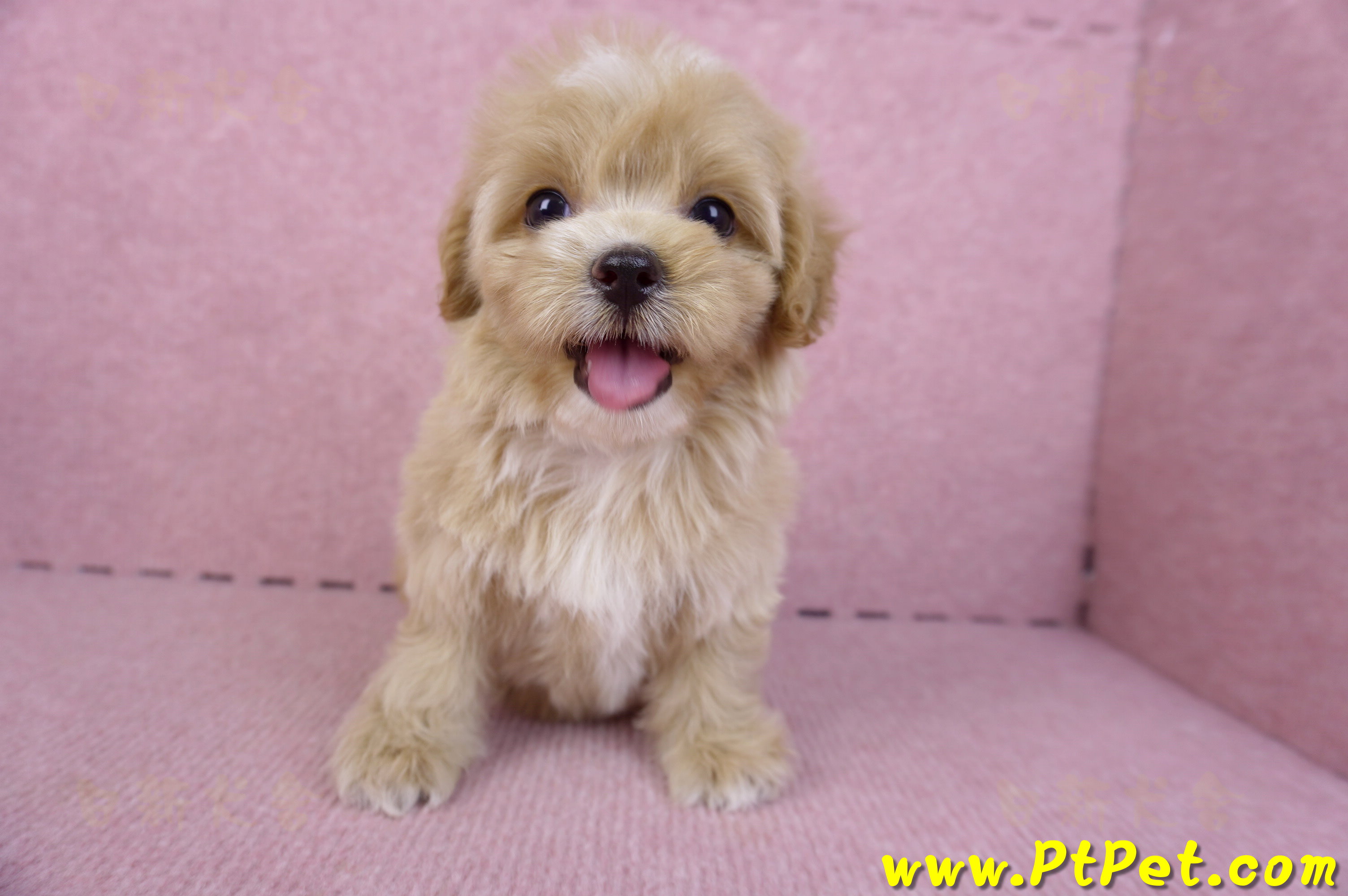 10/18馬爾泰迪母幼犬1號(台中烏日)