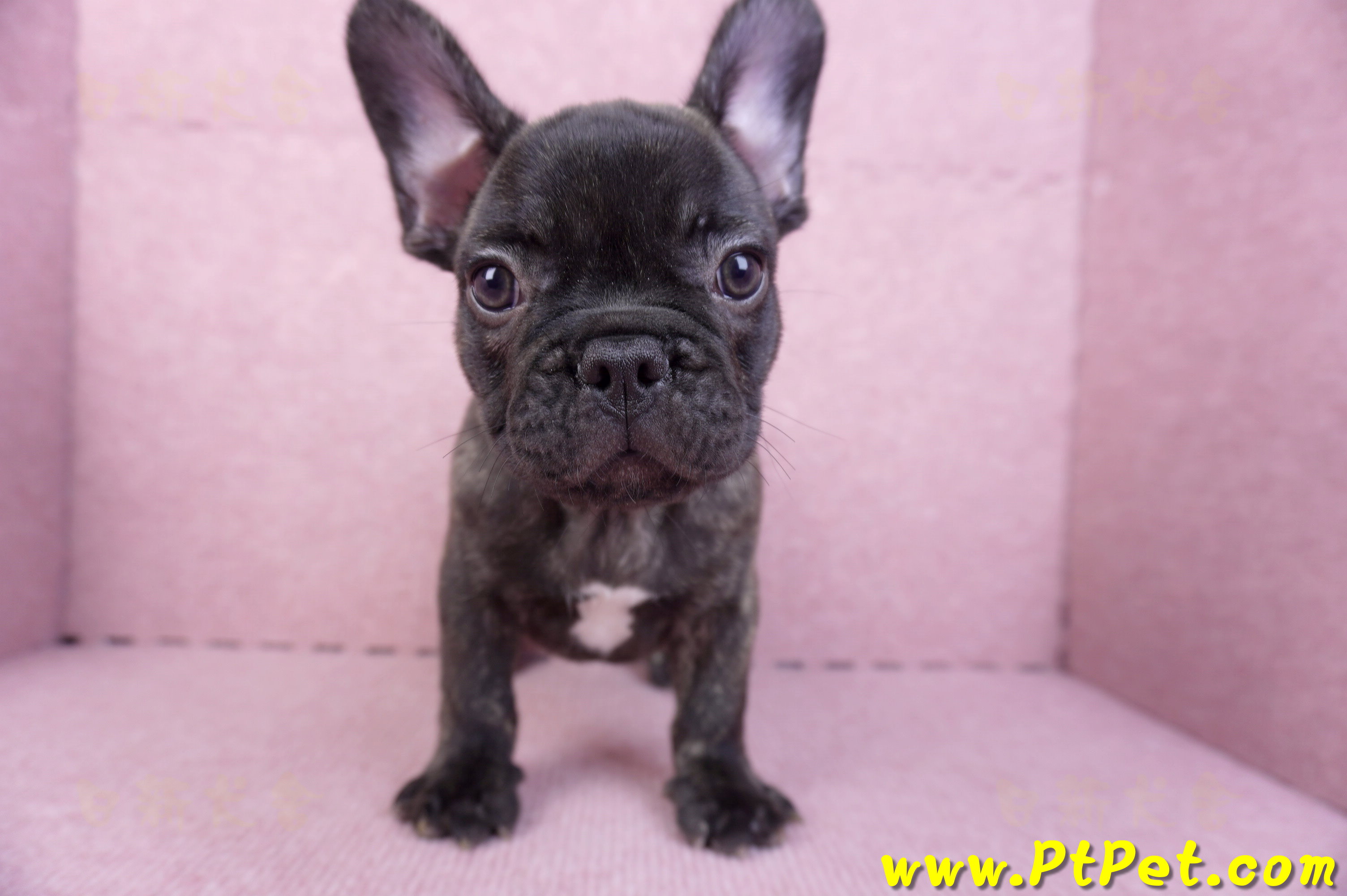 09/18虎斑色法國鬥牛母幼犬