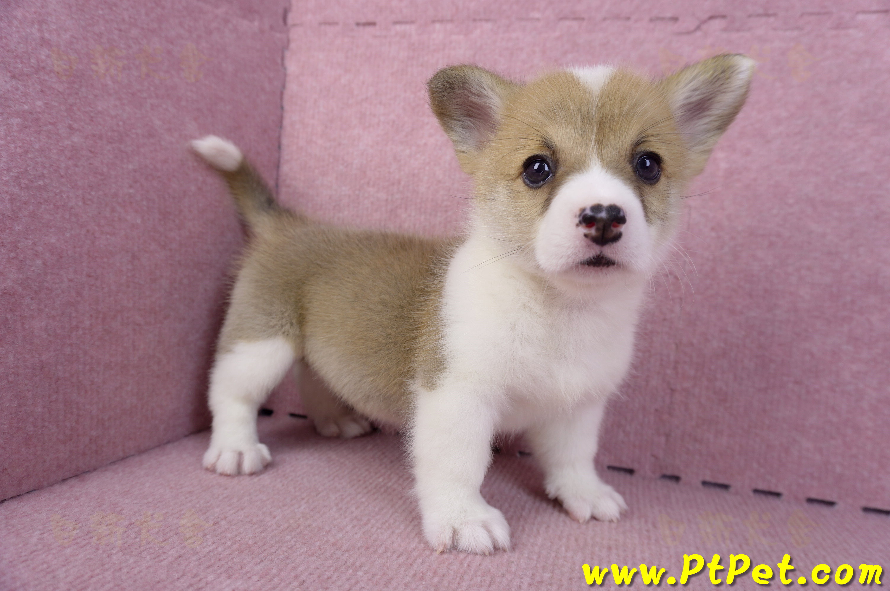 10/13雙色柯基犬母幼犬3號