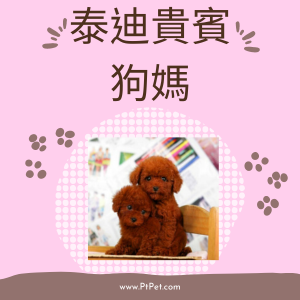 貴賓狗-狗媽