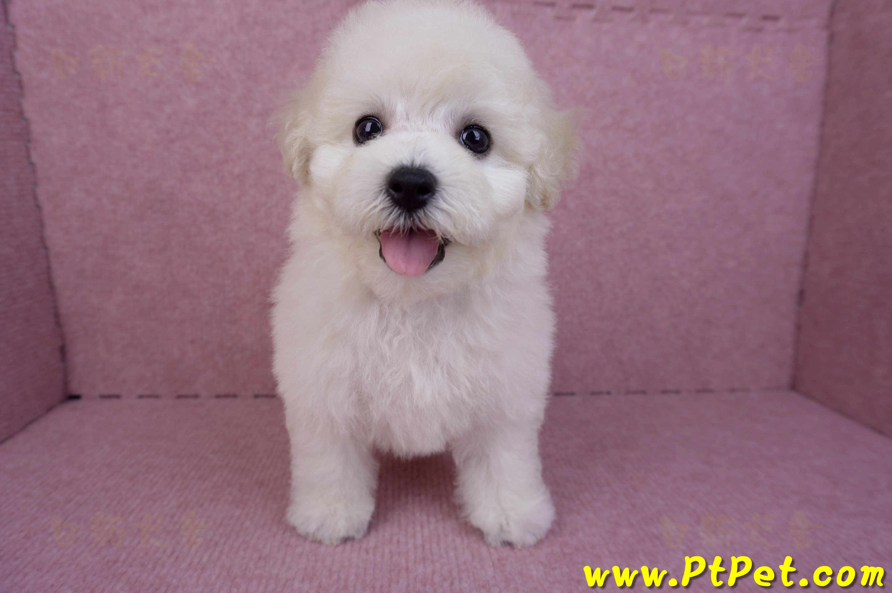 07/22比熊犬母幼犬2號(桃園平鎮)