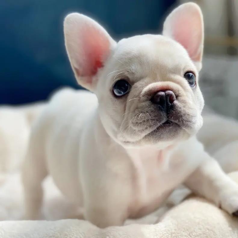 法國鬥牛犬 French Bulldog - 日新犬舍 法國鬥牛犬 French Bulldog - 日新犬舍