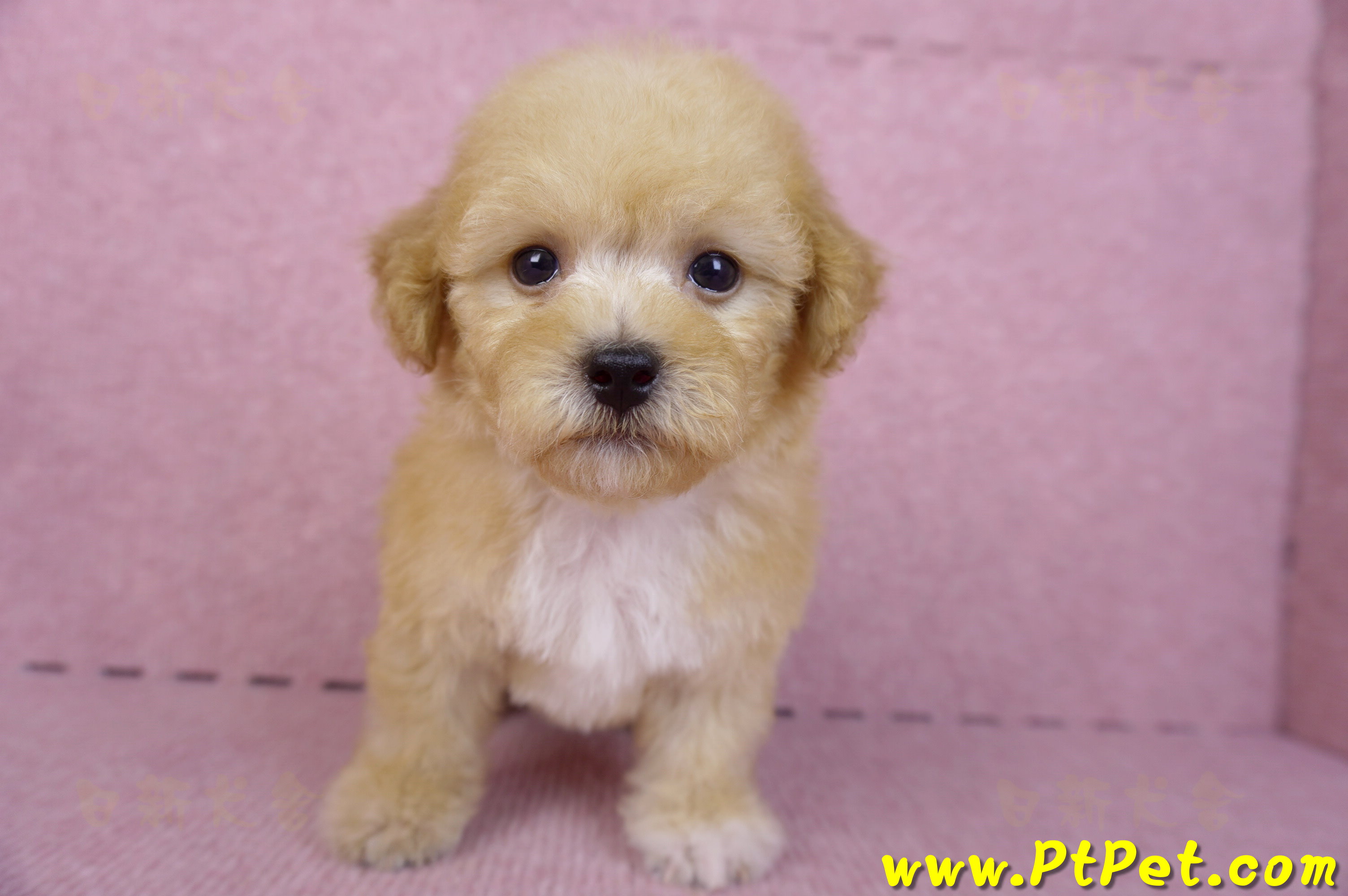 08/12泰迪比熊母幼犬(高雄鼓山)