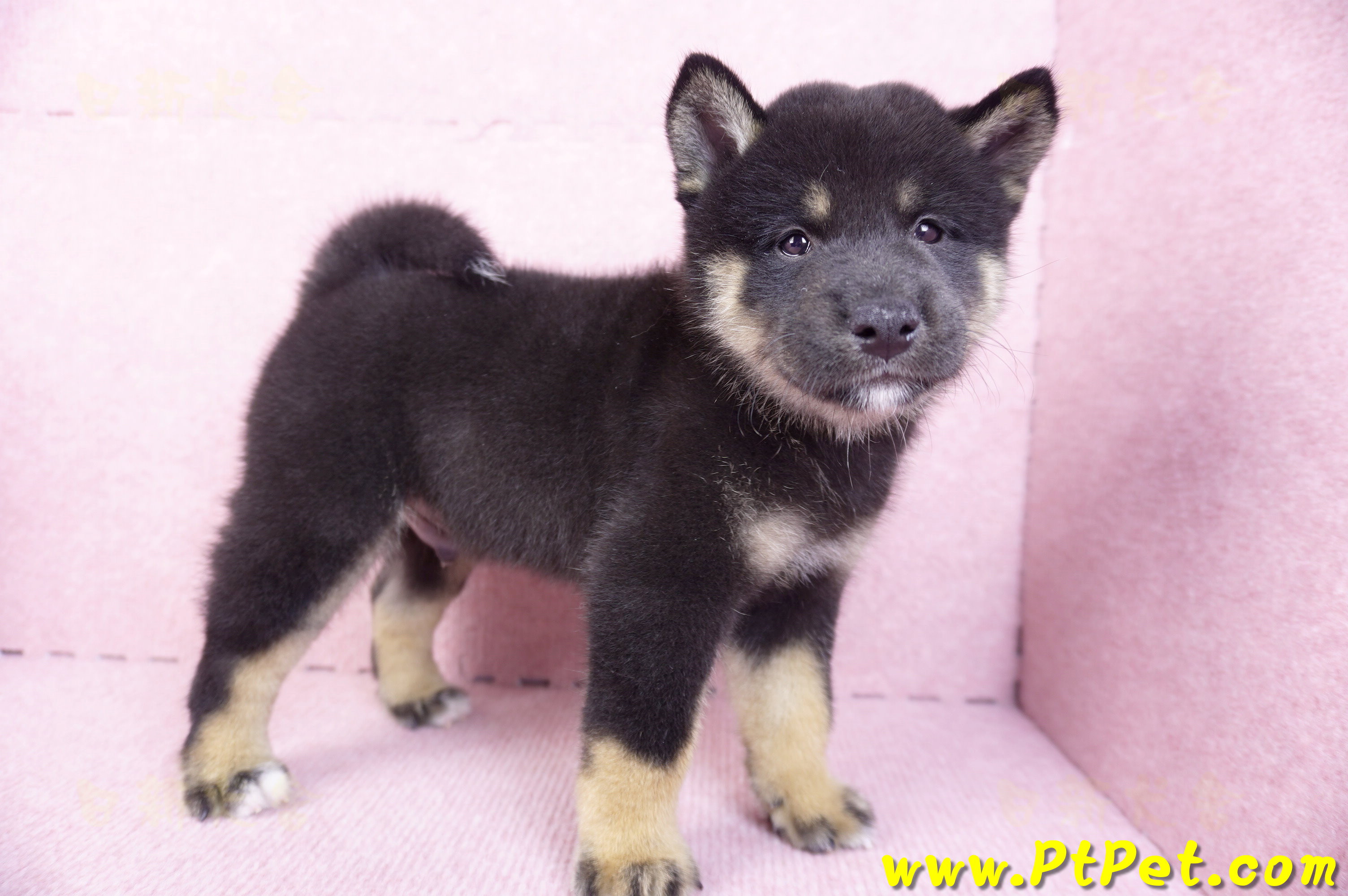 10/15黑色柴犬公幼犬
