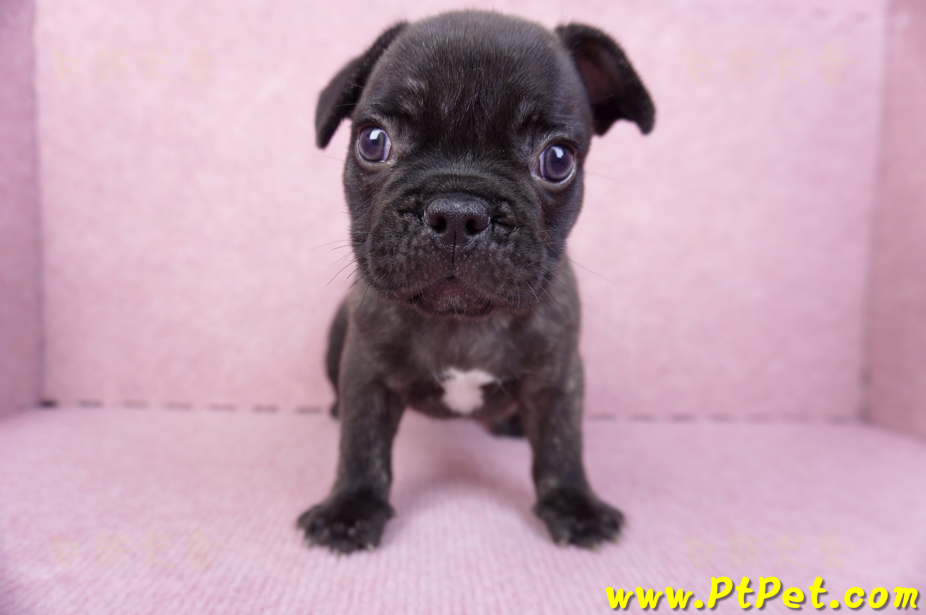 09/18虎斑色法國鬥牛母幼犬2號