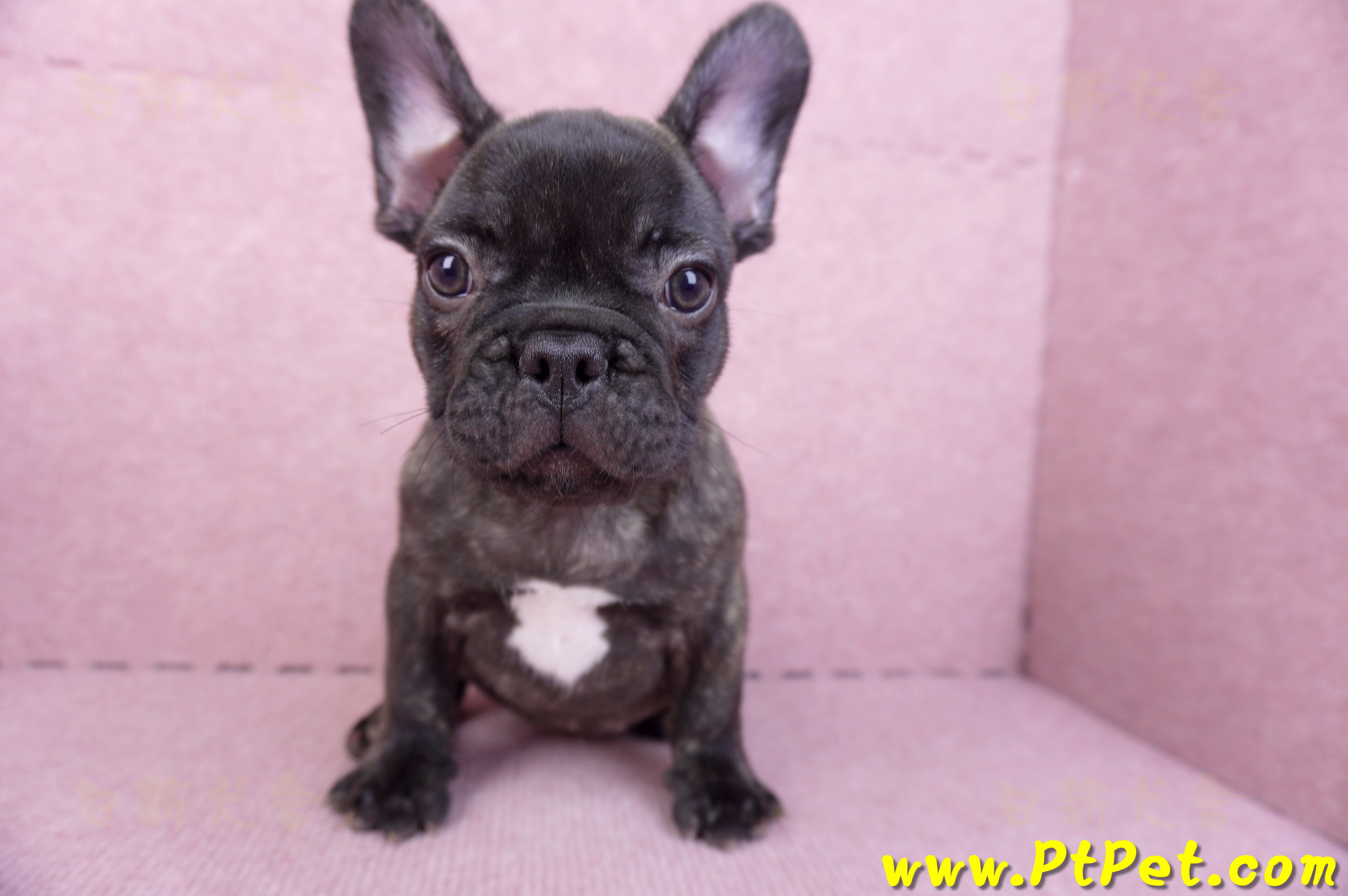 09/18虎斑色法國鬥牛母幼犬2號