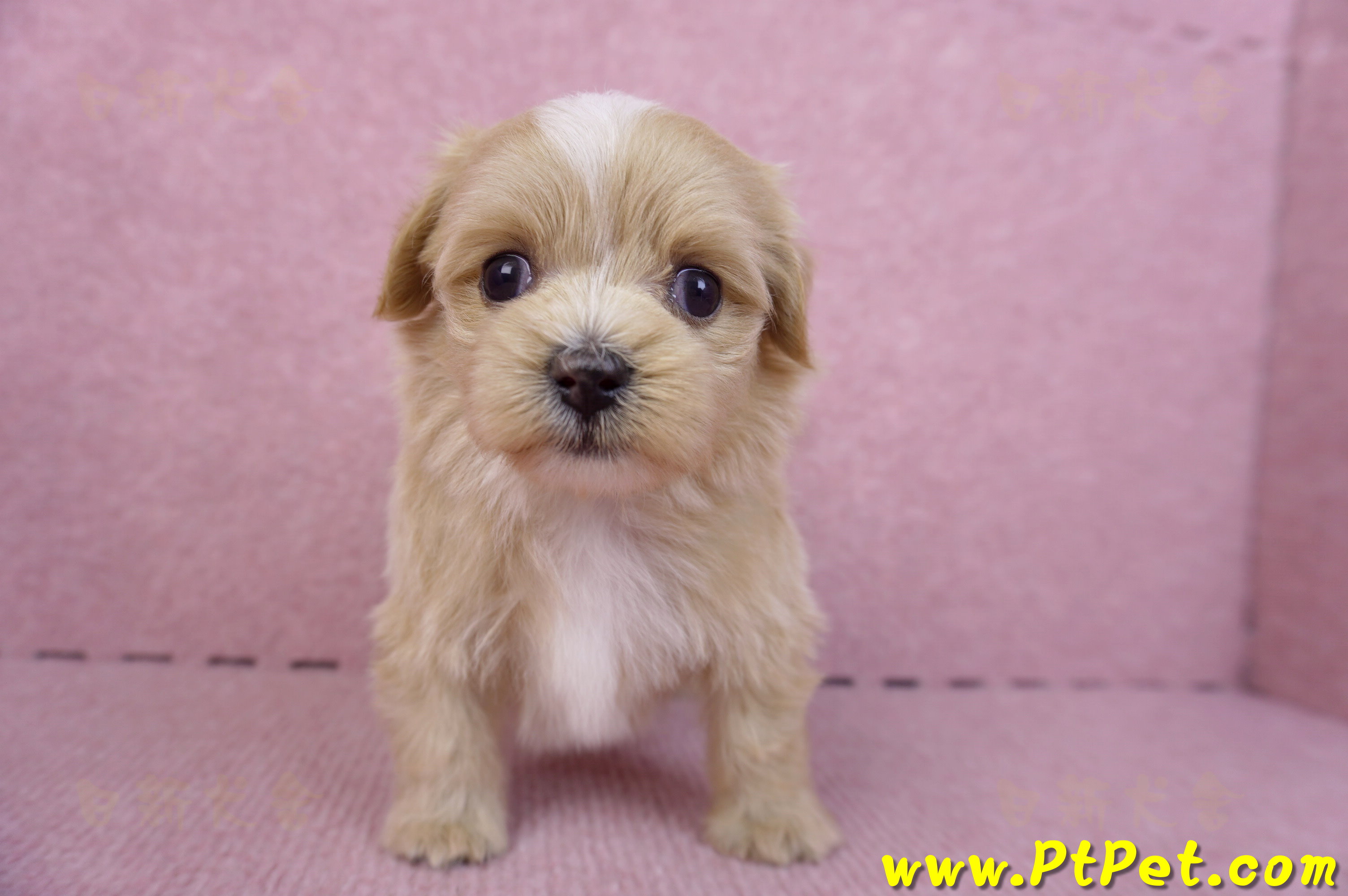 10/13馬爾泰迪公幼犬1號