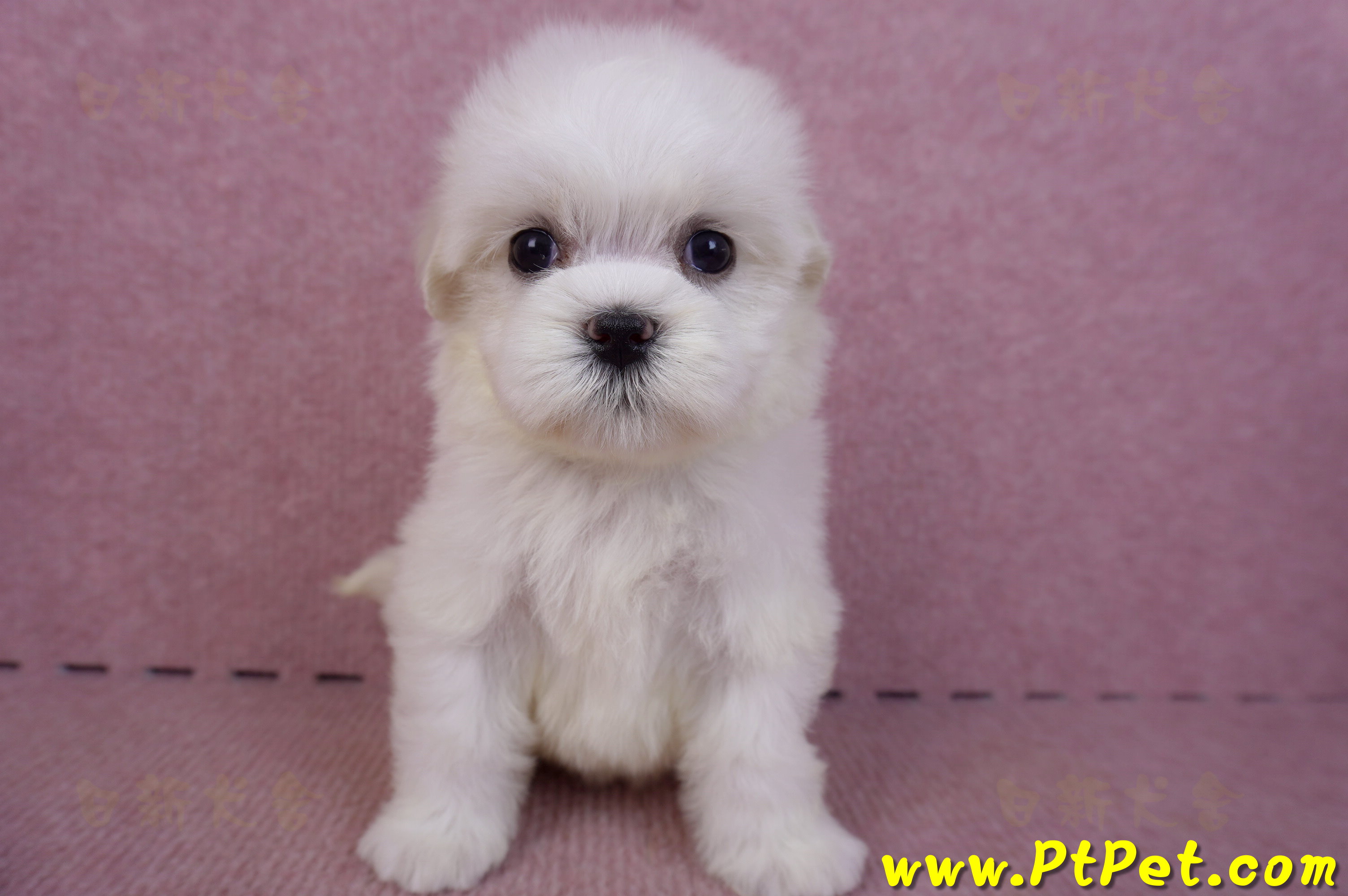 09/21馬爾濟斯母幼犬2號