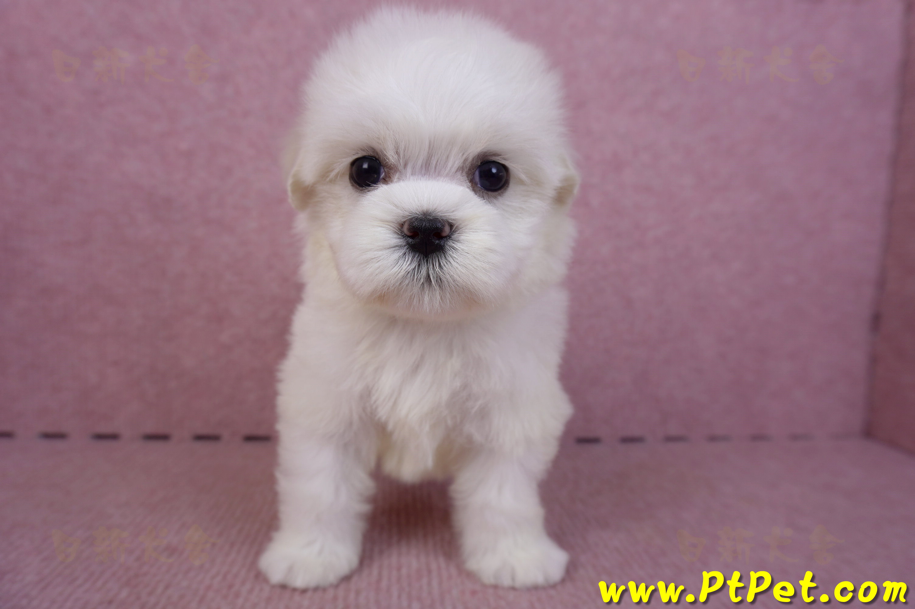 09/21馬爾濟斯母幼犬2號