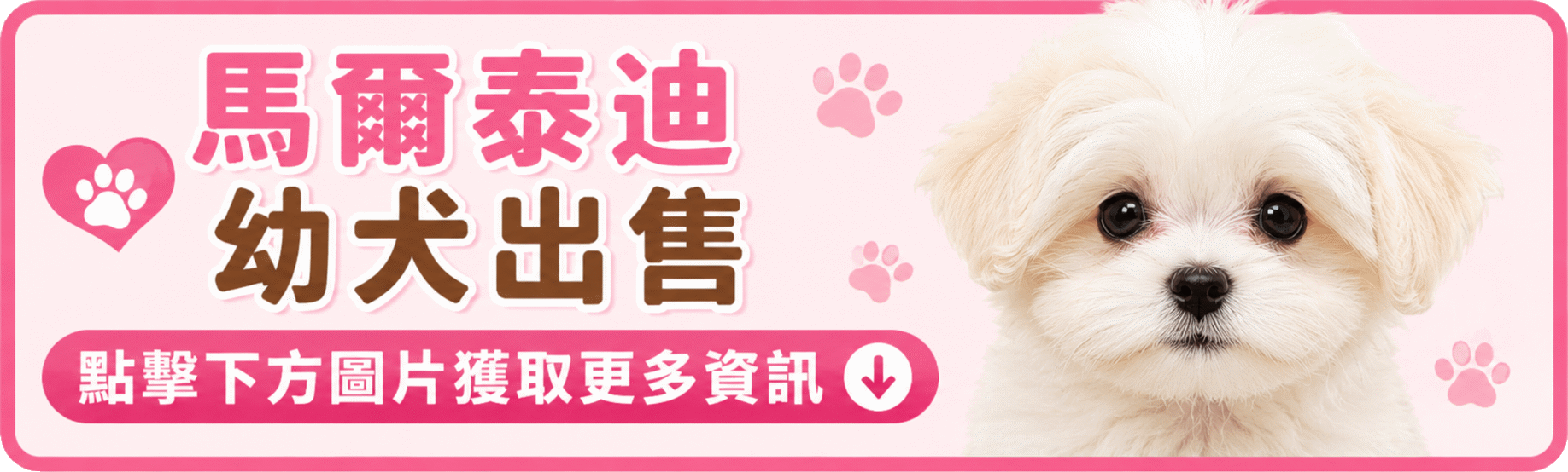 馬爾泰迪,Maltipoo puppy,マルティプーの子犬,말티푸 강아지 Maltipoo.gif