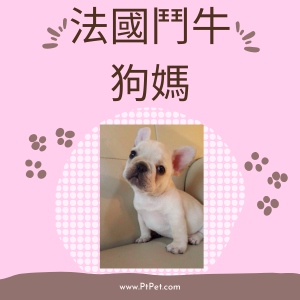 法國鬥牛-狗媽