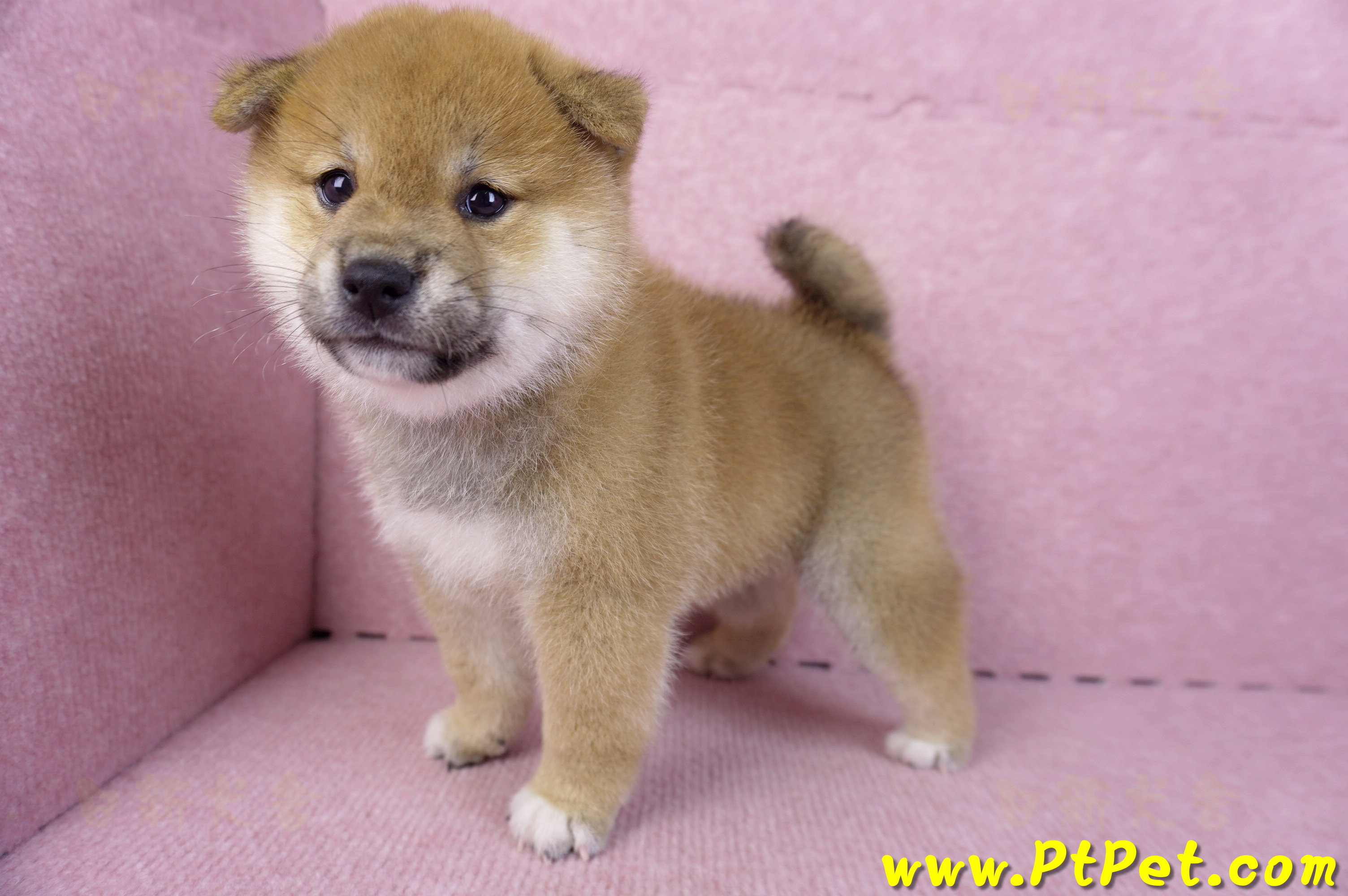 10/15赤色柴犬公幼犬1號