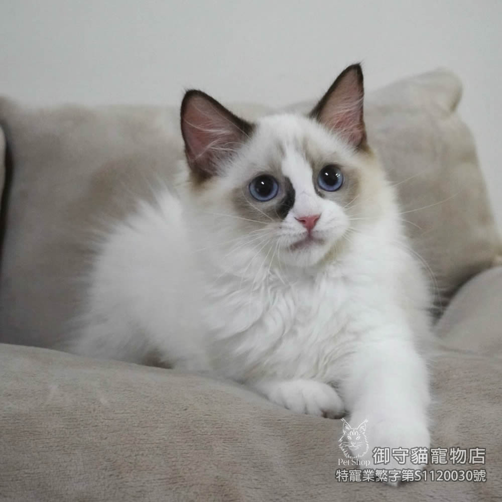 400海雙色布偶貓妹妹 ​生日2025/7/20