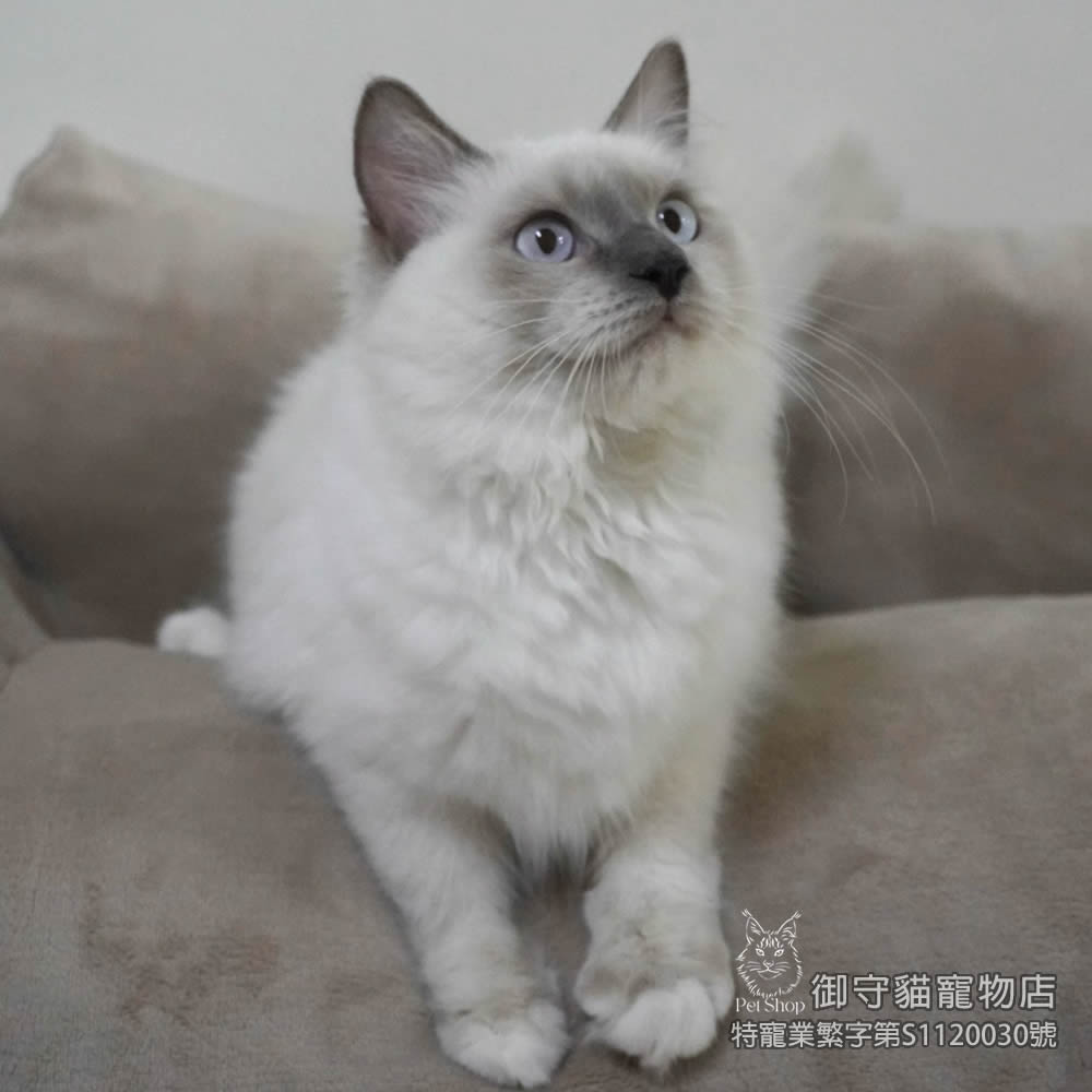 409藍重點手套色布偶貓妹妹 ​生日2025/6/22