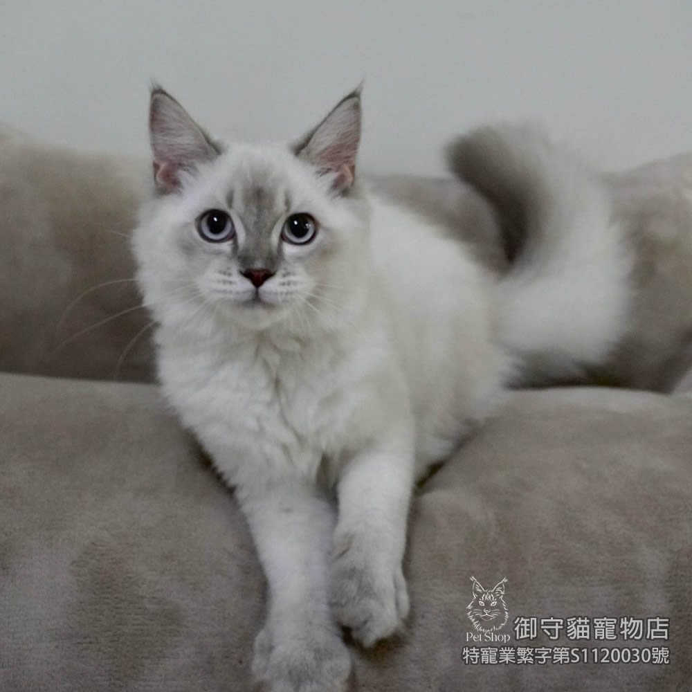 375藍山貓紋重點色布偶貓弟弟 ​生日2025/6/13