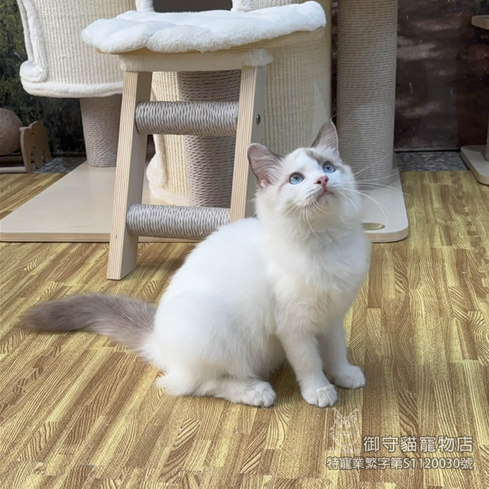 359海雙布偶貓妹妹 ​生日2025/6/7