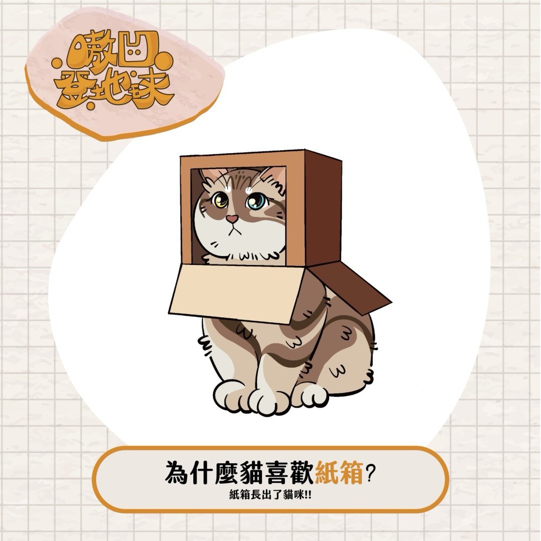 為什麼貓咪喜歡紙箱?