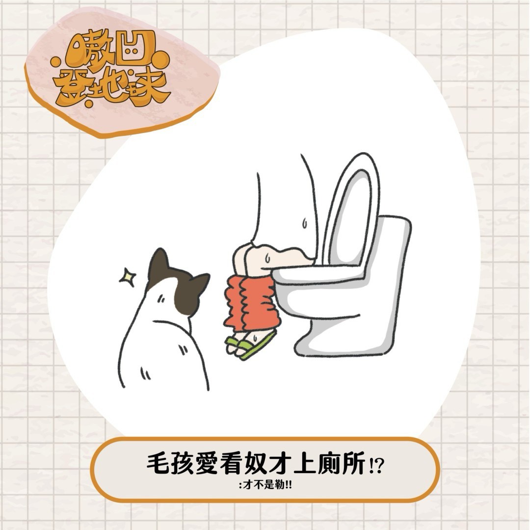 為什麼毛孩總愛陪你上廁所？