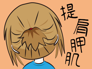 提肩胛肌