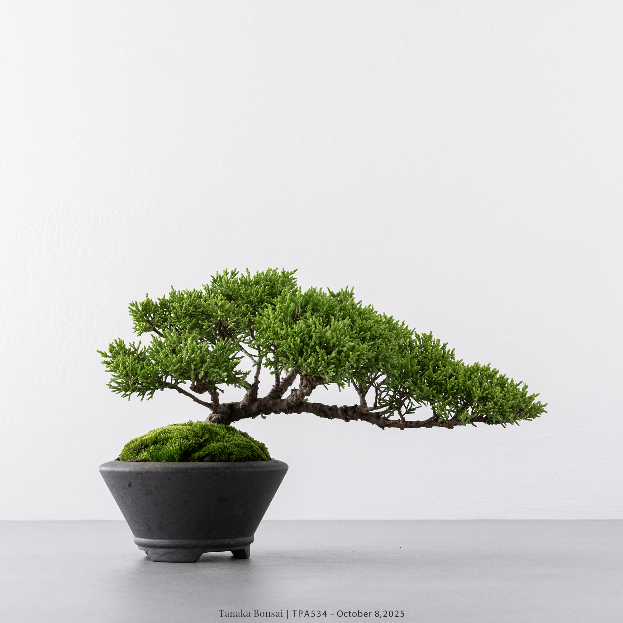 紀州真柏｜TPA534