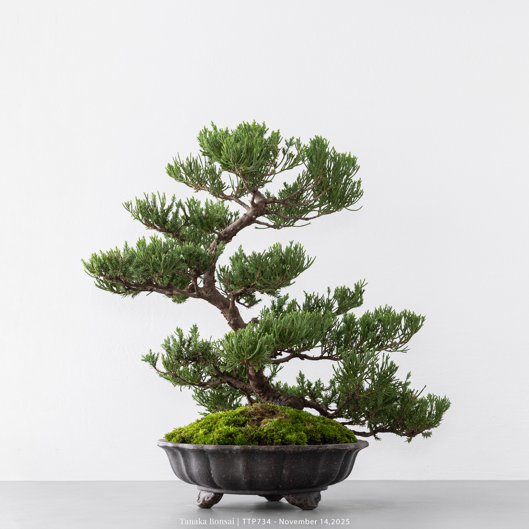 台灣真柏｜TTP734