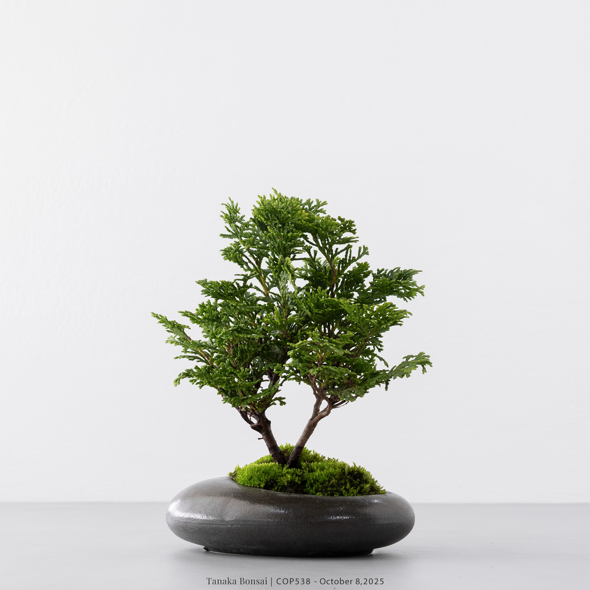 日本青檜｜COP538