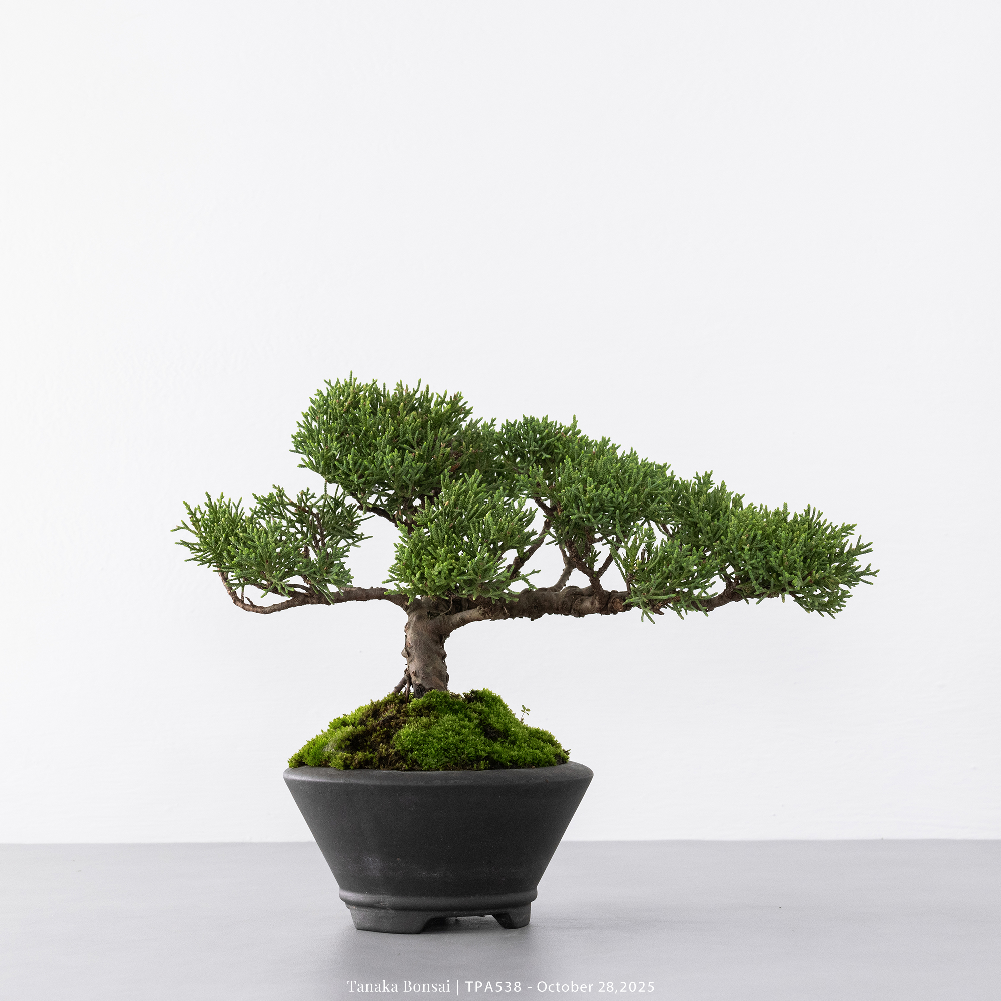 紀州真柏｜TPA538