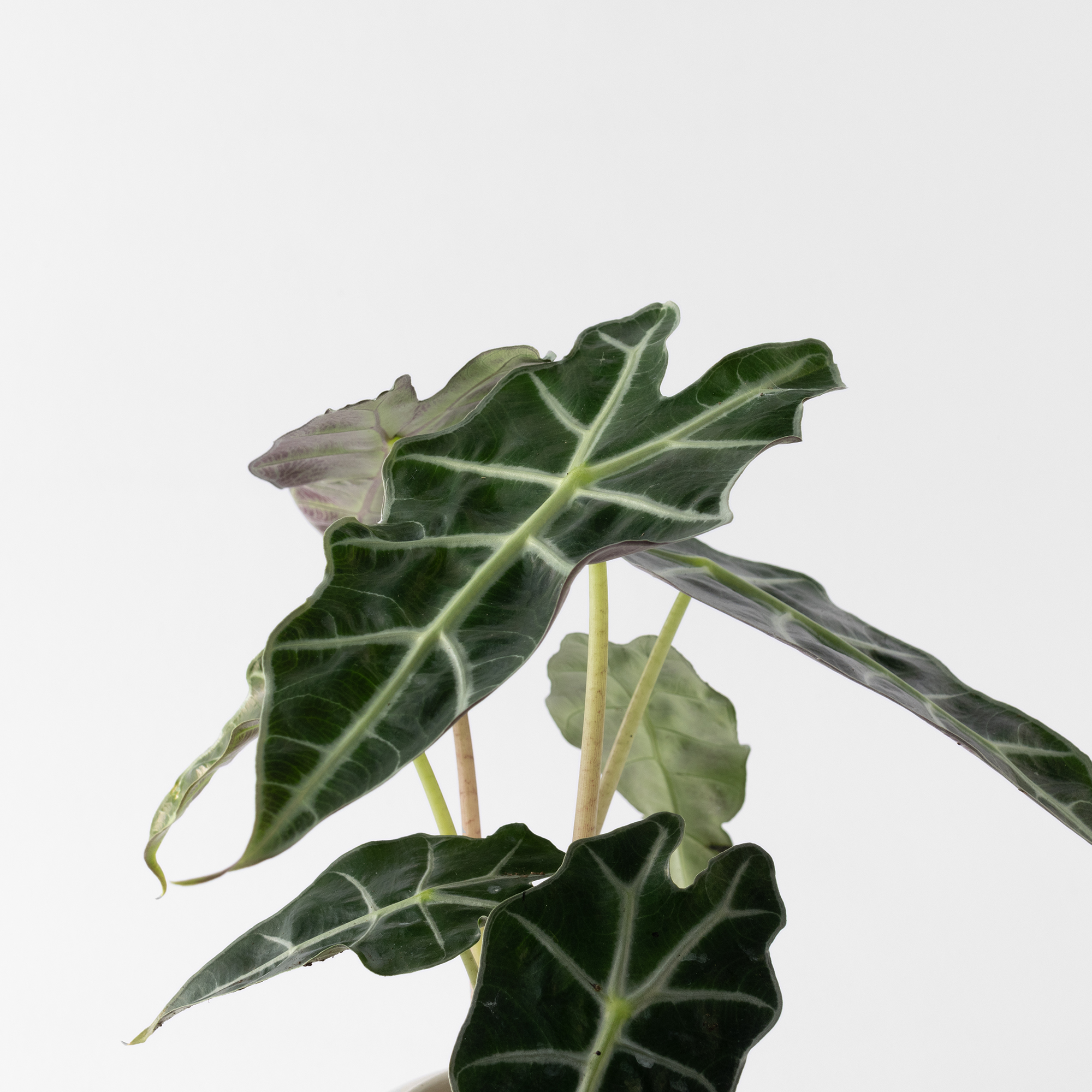 觀葉盆栽客製|Custom Foliage Plants3