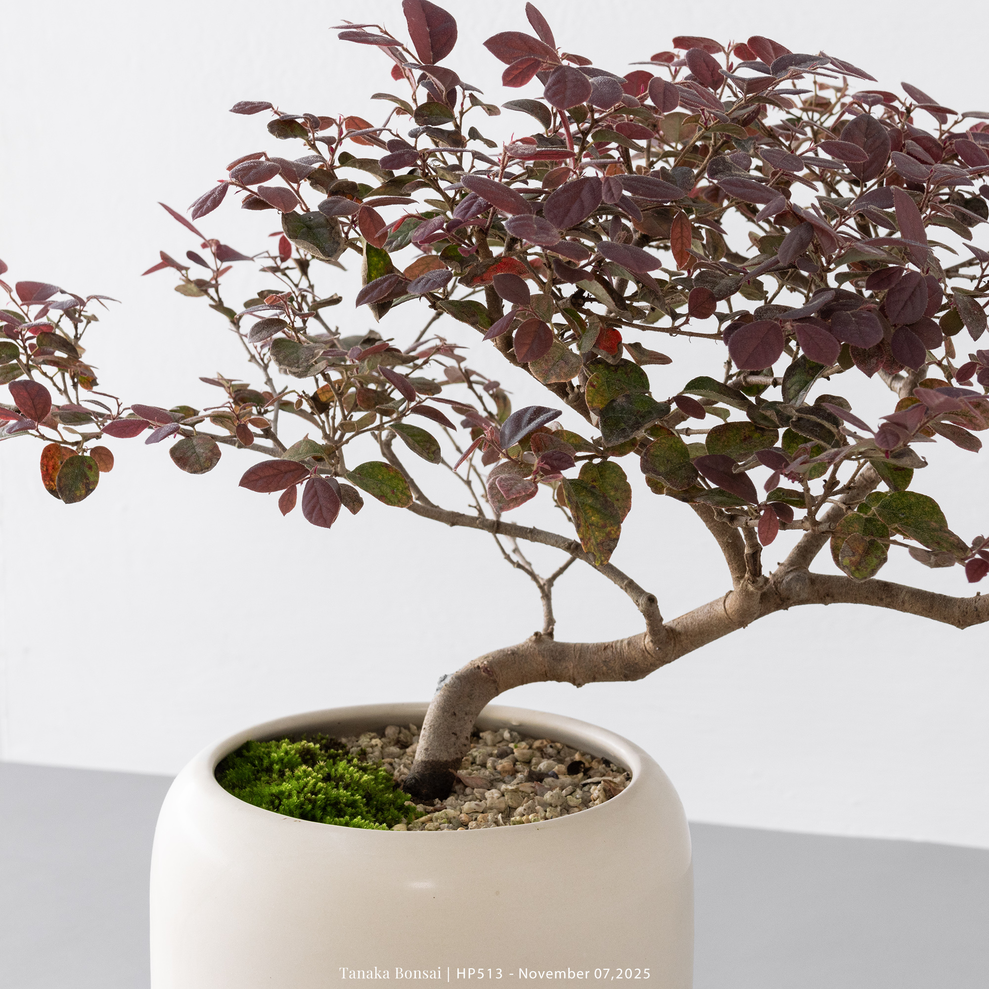 紅花繼木｜HP513