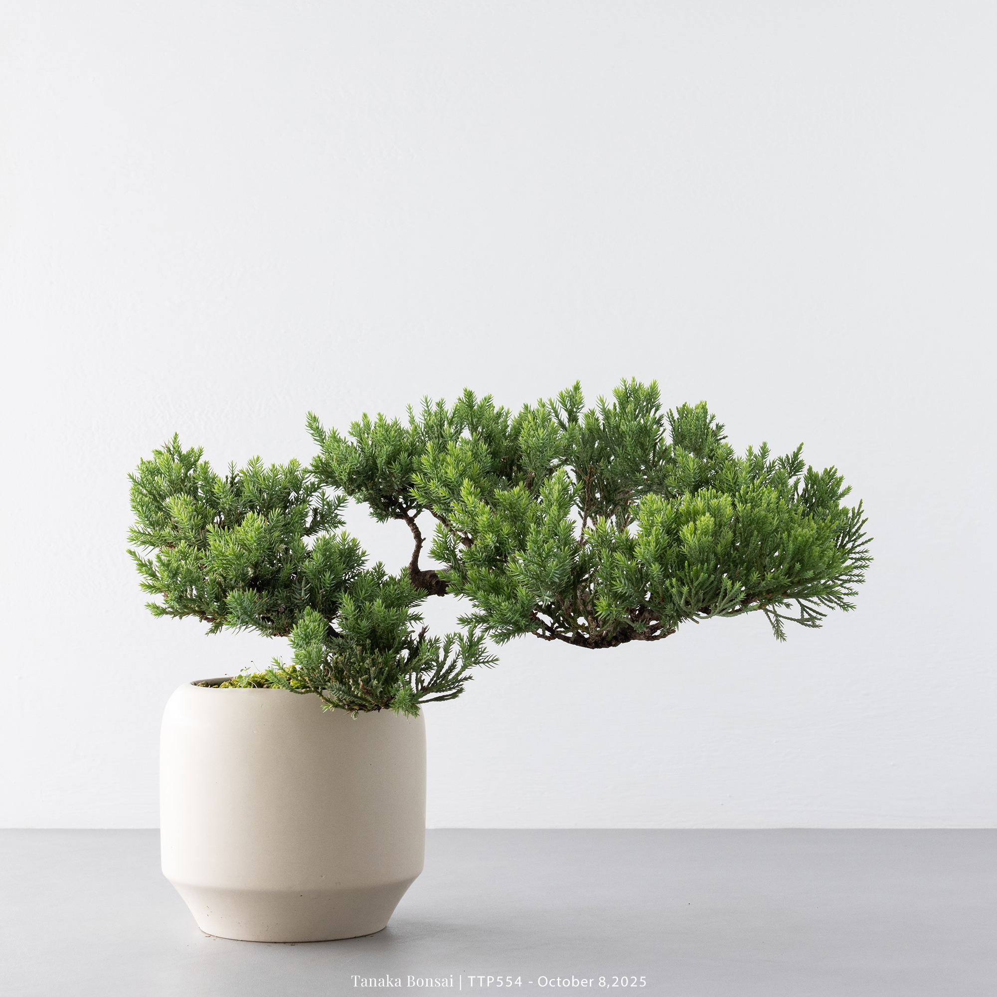 台灣真柏｜TTP554