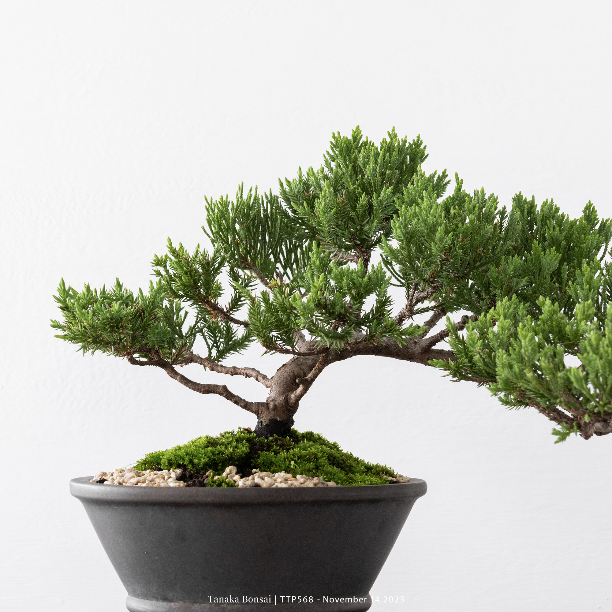 台灣真柏｜TTP568