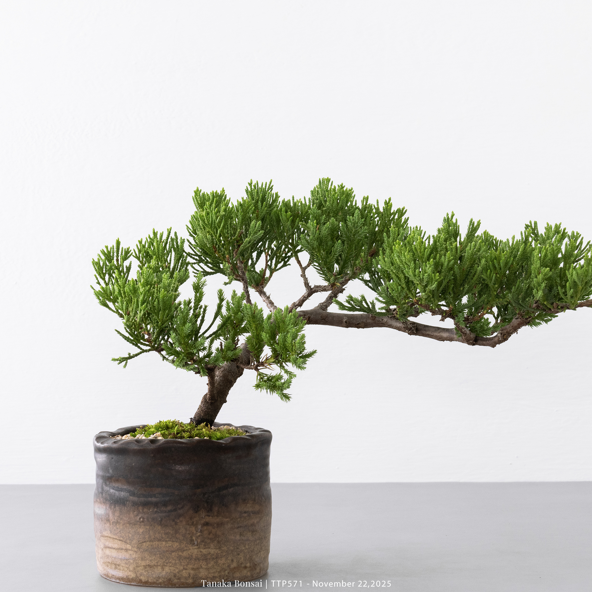 台灣真柏｜TTP571