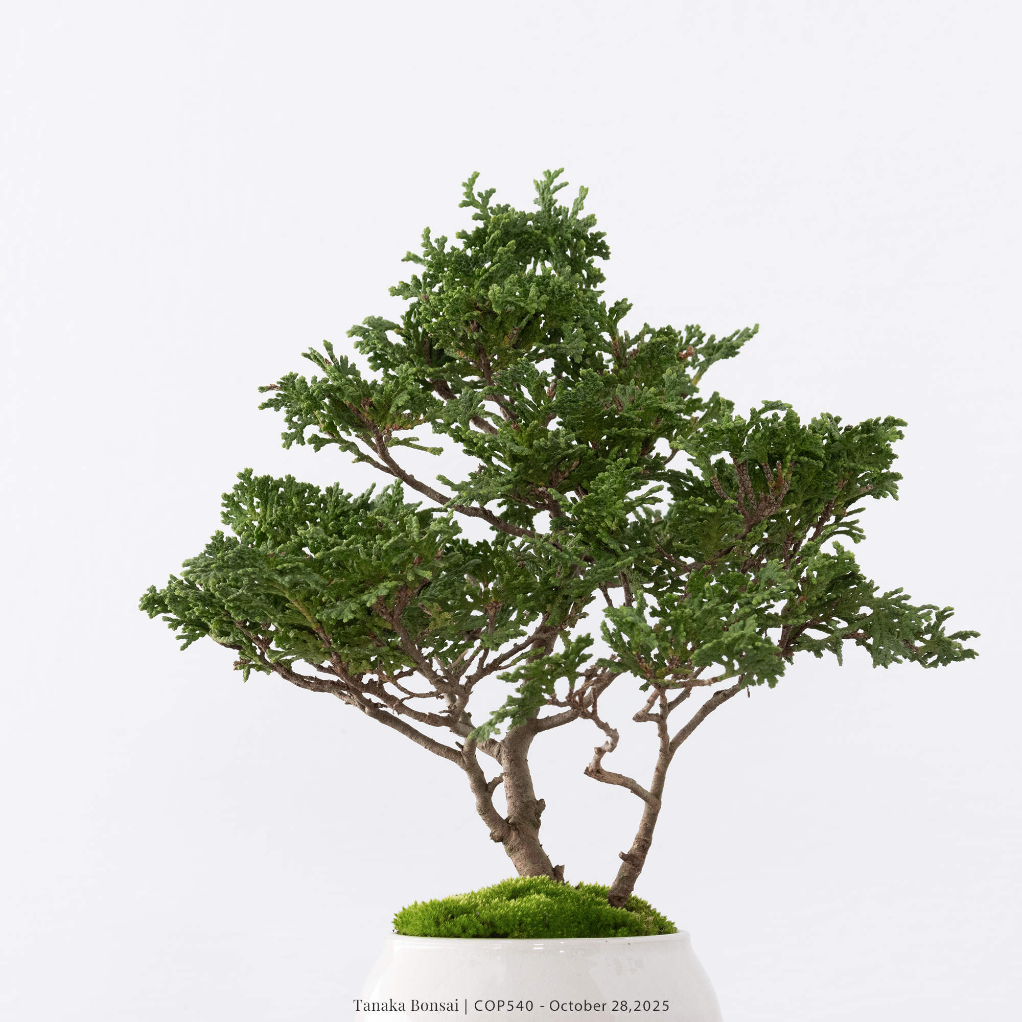 日本青檜｜COP540