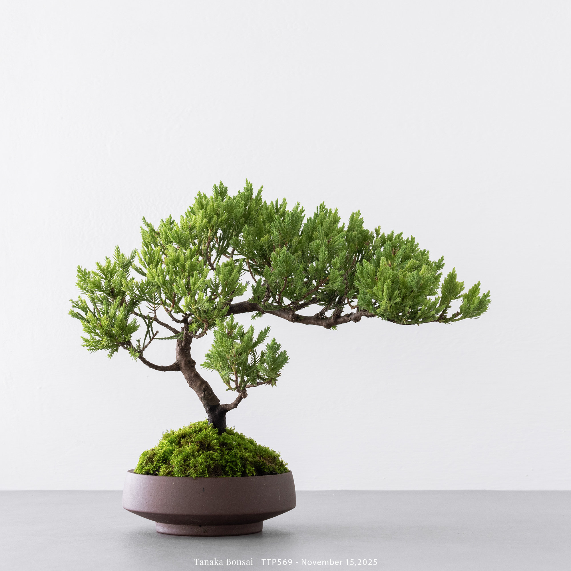 台灣真柏｜TTP569